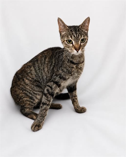 LINDA, Adoptable, Young Female Domestic Short Hair.