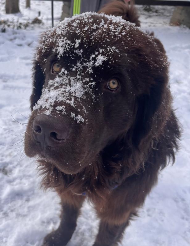 Baxter, Adoptable, Young Male Newfoundland Dog.