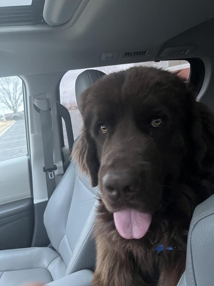 Enlarge Baxter, a Adoptable Newfoundland Dog in Gales Ferry, CT image 2/6