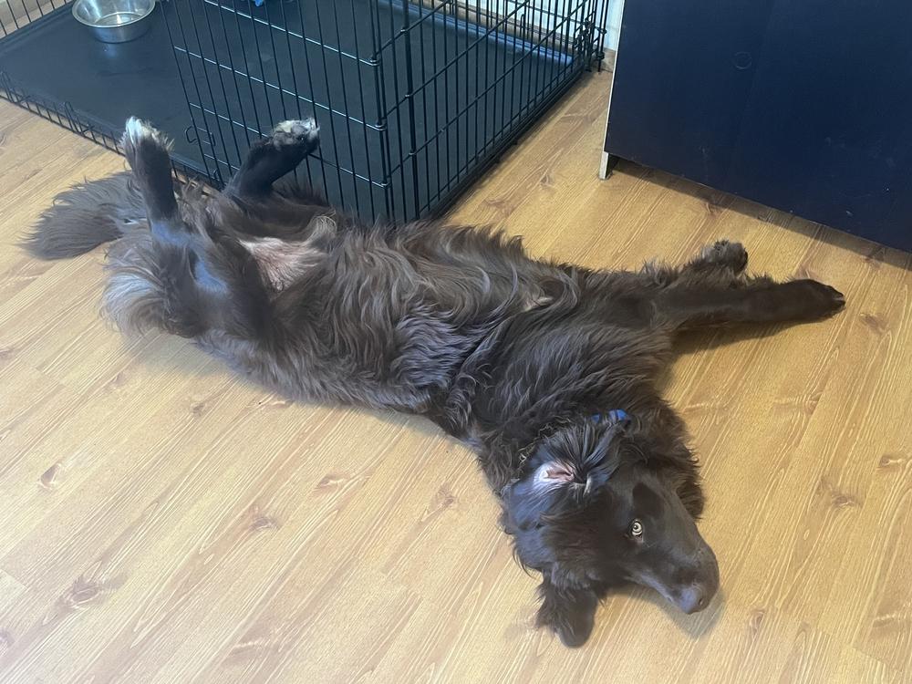 Enlarge Baxter, a Adoptable Newfoundland Dog in Gales Ferry, CT image 4/6