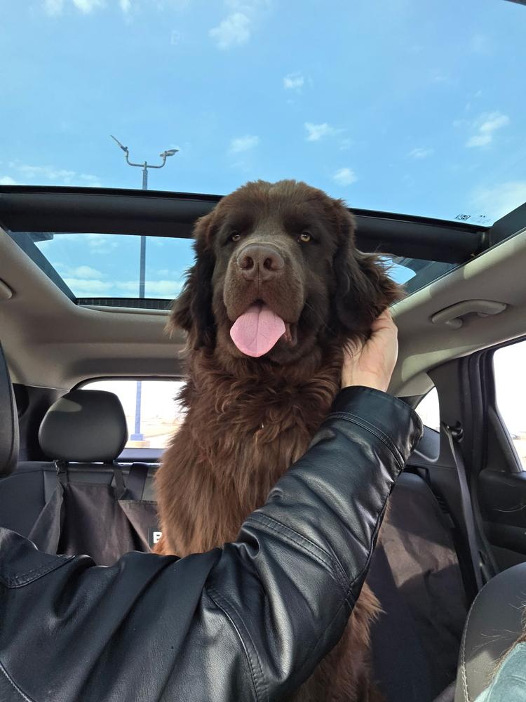 Enlarge Baxter, a Adoptable Newfoundland Dog in Gales Ferry, CT image 5/6