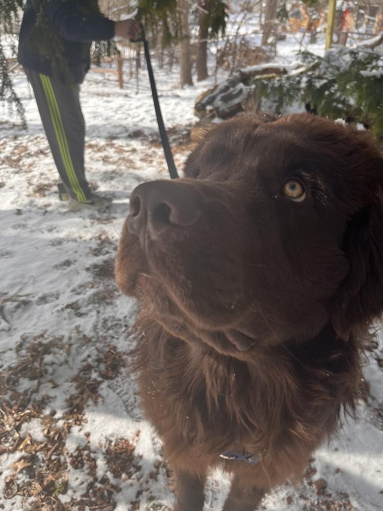 Enlarge Baxter, a Adoptable Newfoundland Dog in Gales Ferry, CT image 6/6