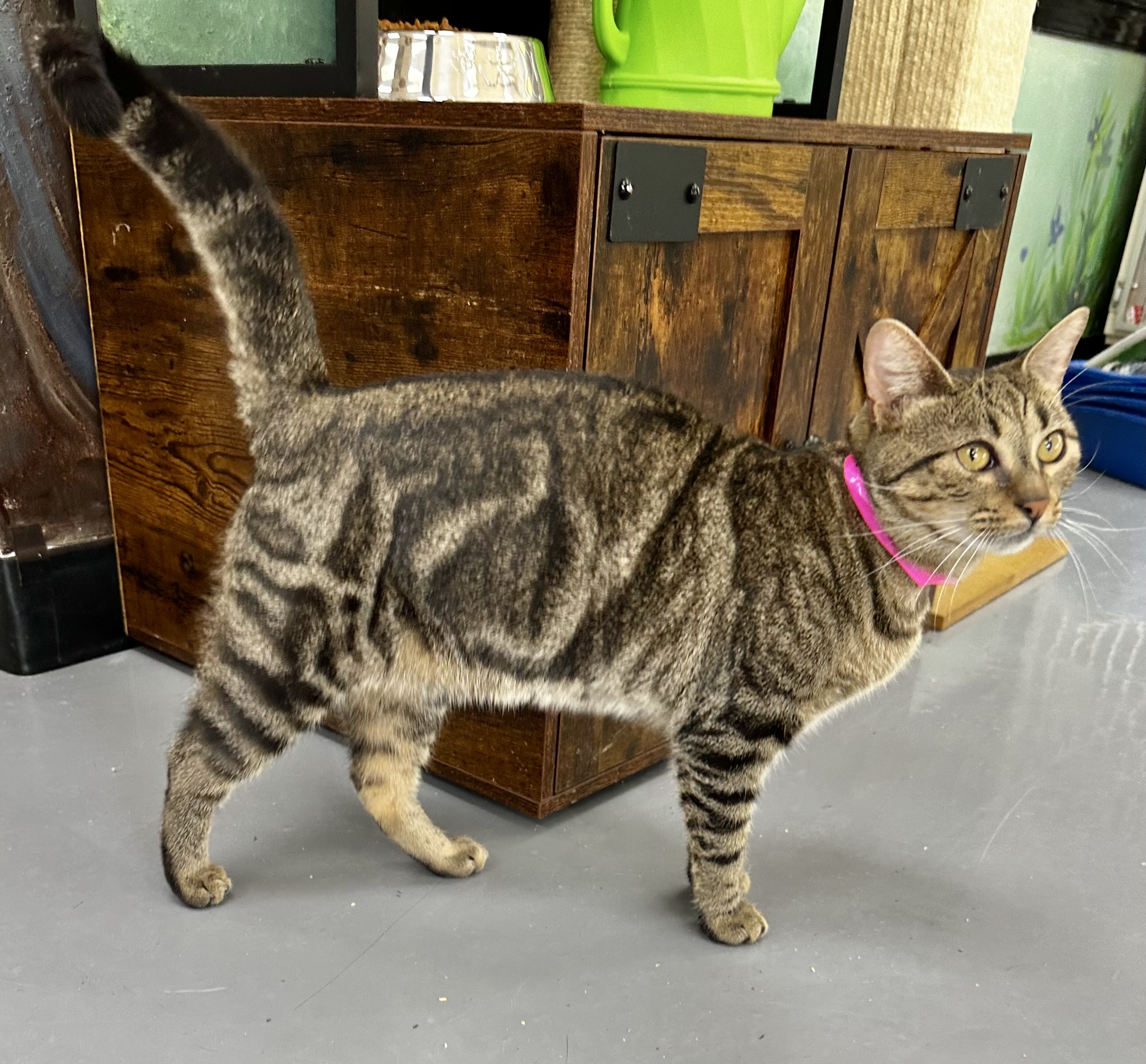 Anika, an adoptable Bengal, Domestic Short Hair in Tavares, FL, 32778 | Photo Image 1