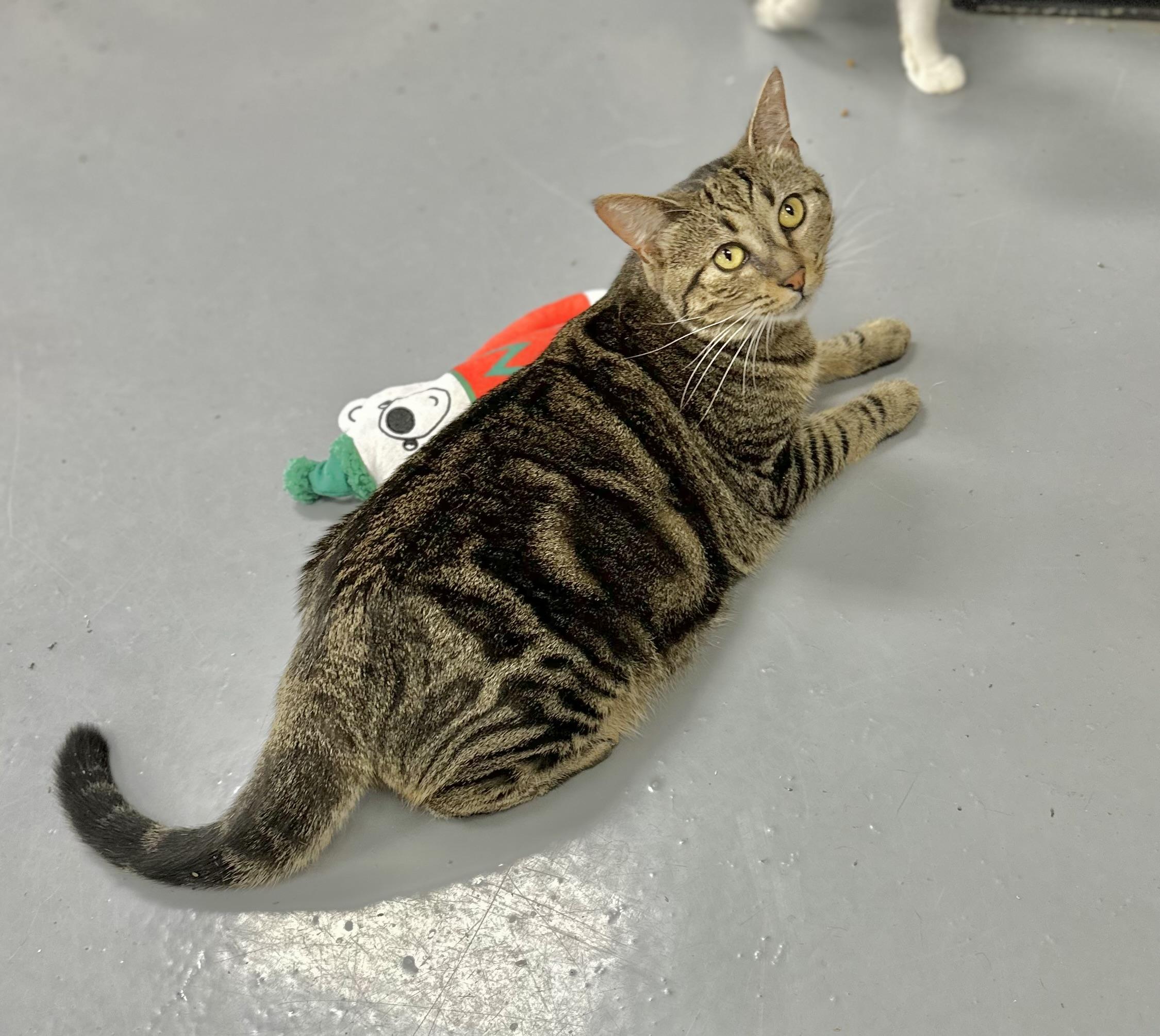Anika, an adoptable Bengal, Domestic Short Hair in Tavares, FL, 32778 | Photo Image 3