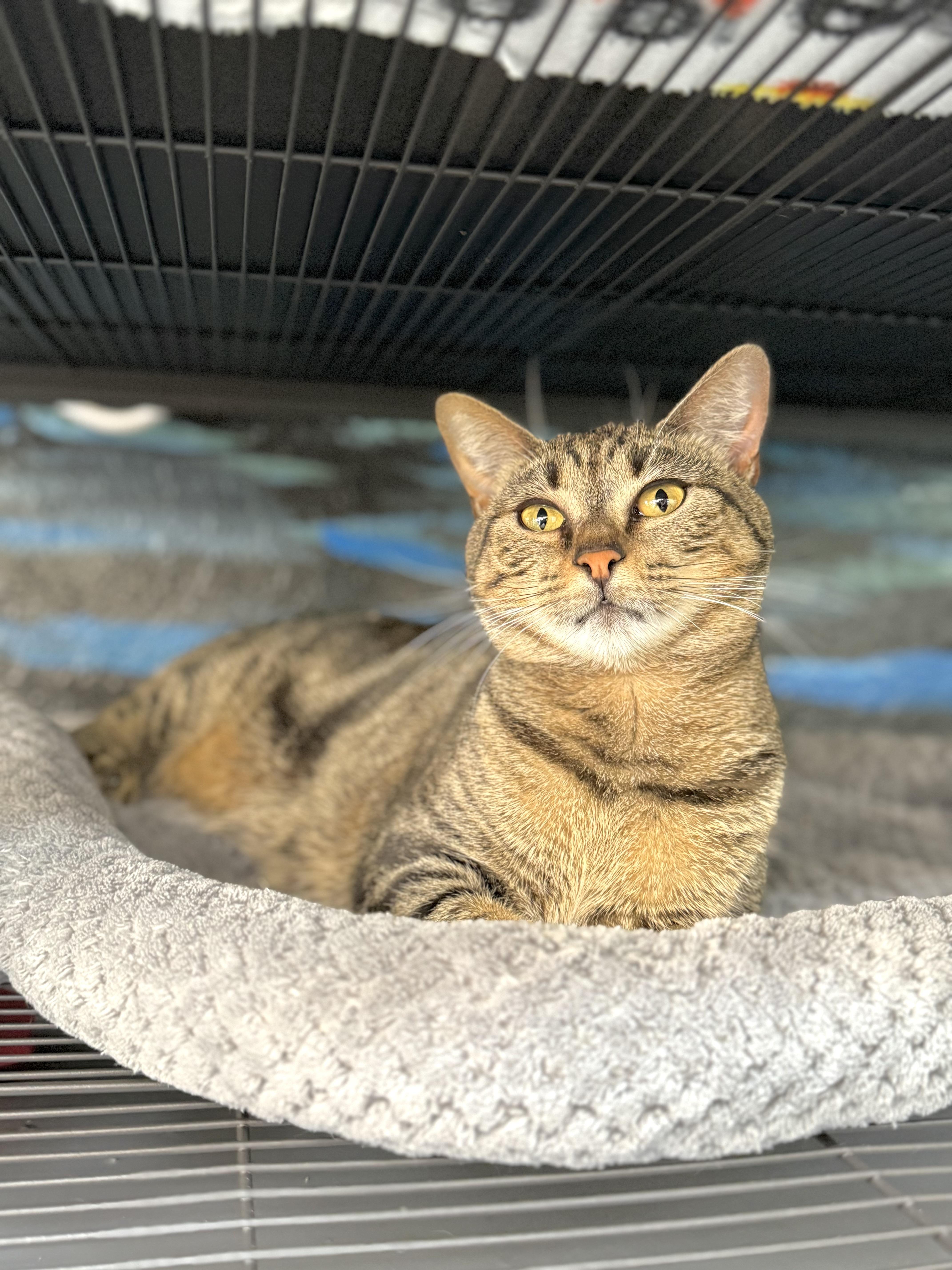 Anika, an adoptable Bengal, Domestic Short Hair in Tavares, FL, 32778 | Photo Image 2