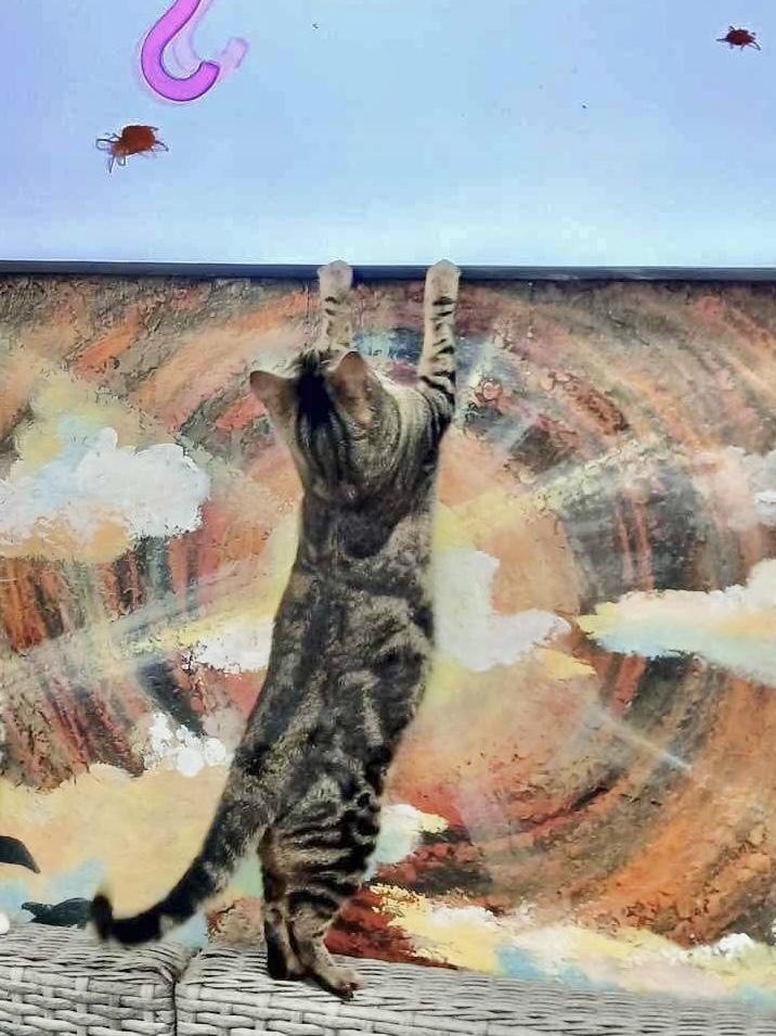 Anika, a Adoptable mixed breed in Tavares, FL image 6/6