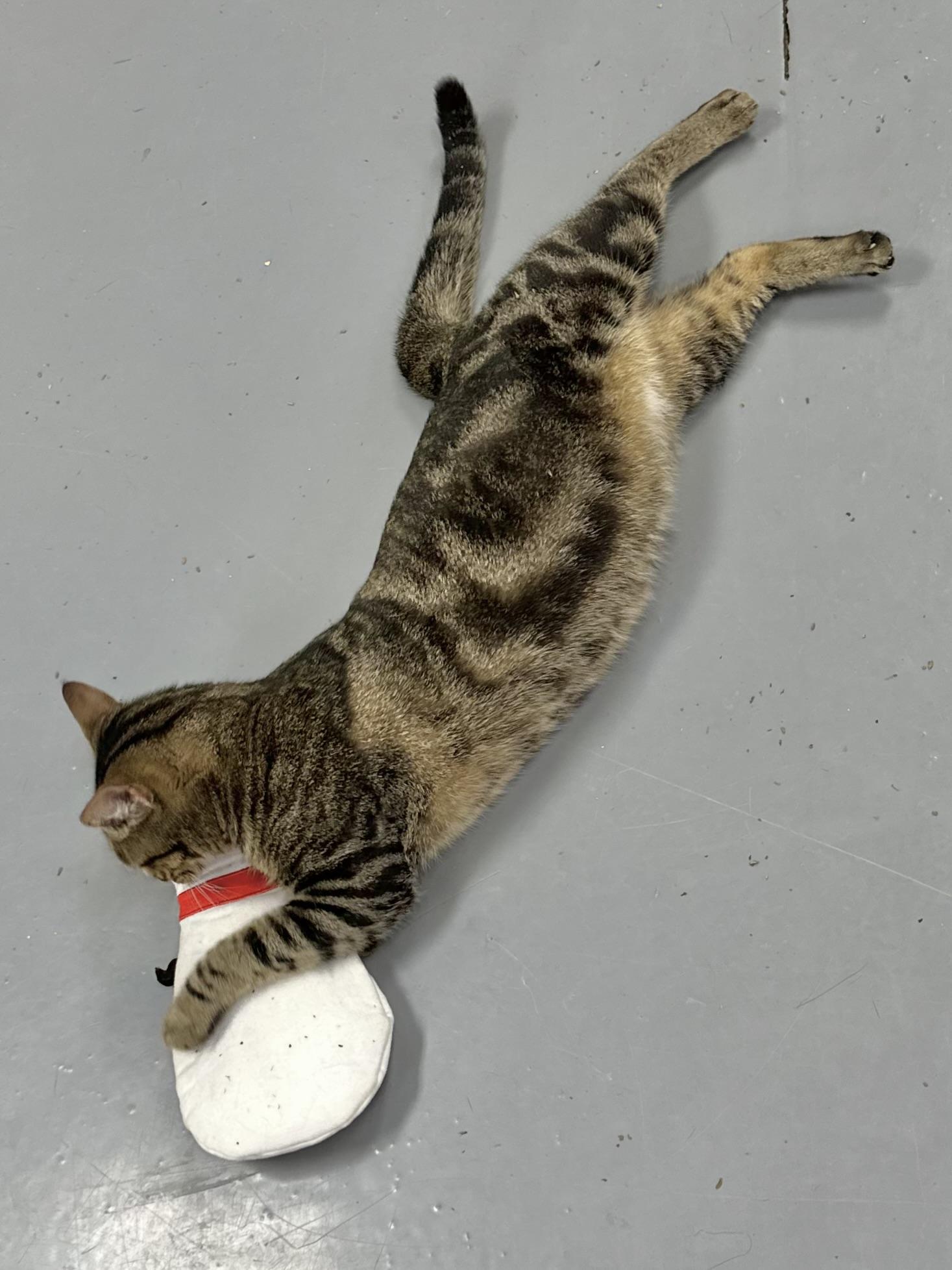 Anika, an adoptable Bengal, Domestic Short Hair in Tavares, FL, 32778 | Photo Image 5