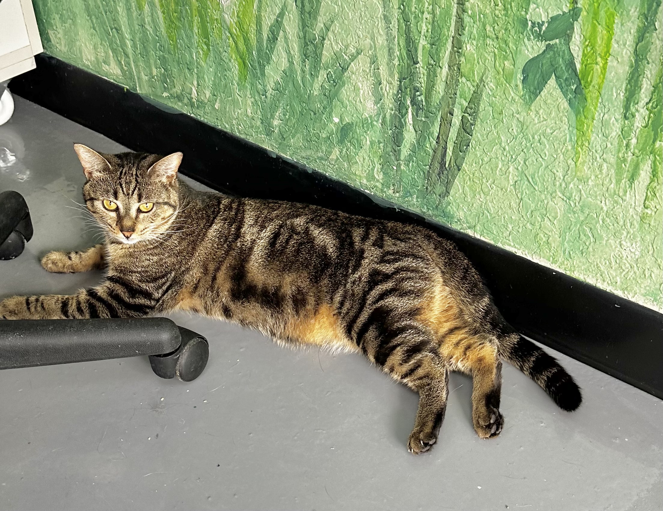 Anika, an adoptable Bengal, Domestic Short Hair in Tavares, FL, 32778 | Photo Image 4