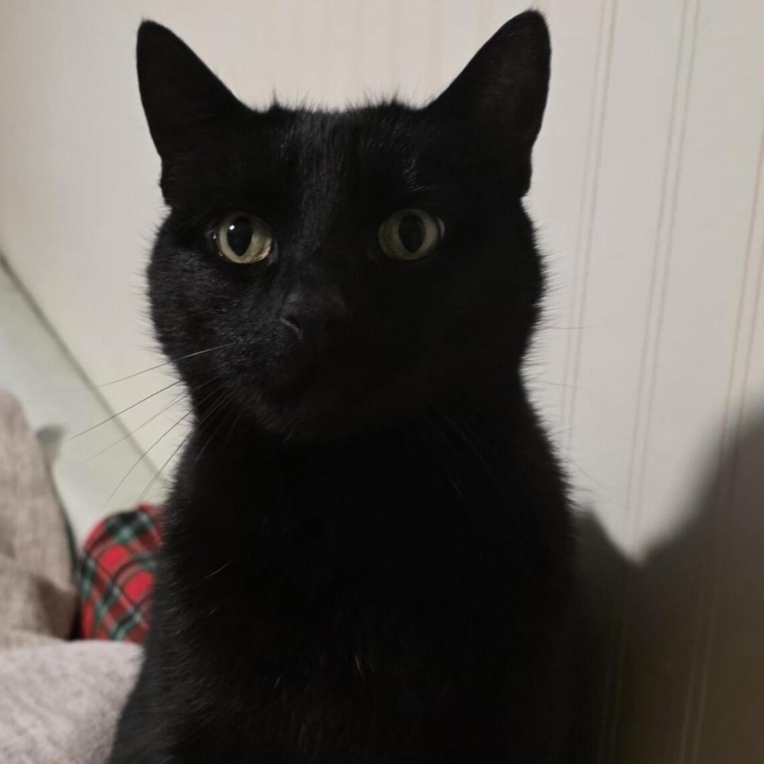 Enlarge Midnight & Gray Cloud (bonded litter mates), a ADOPTABLE Domestic Medium Hair in Kirkland, WA image 2/2