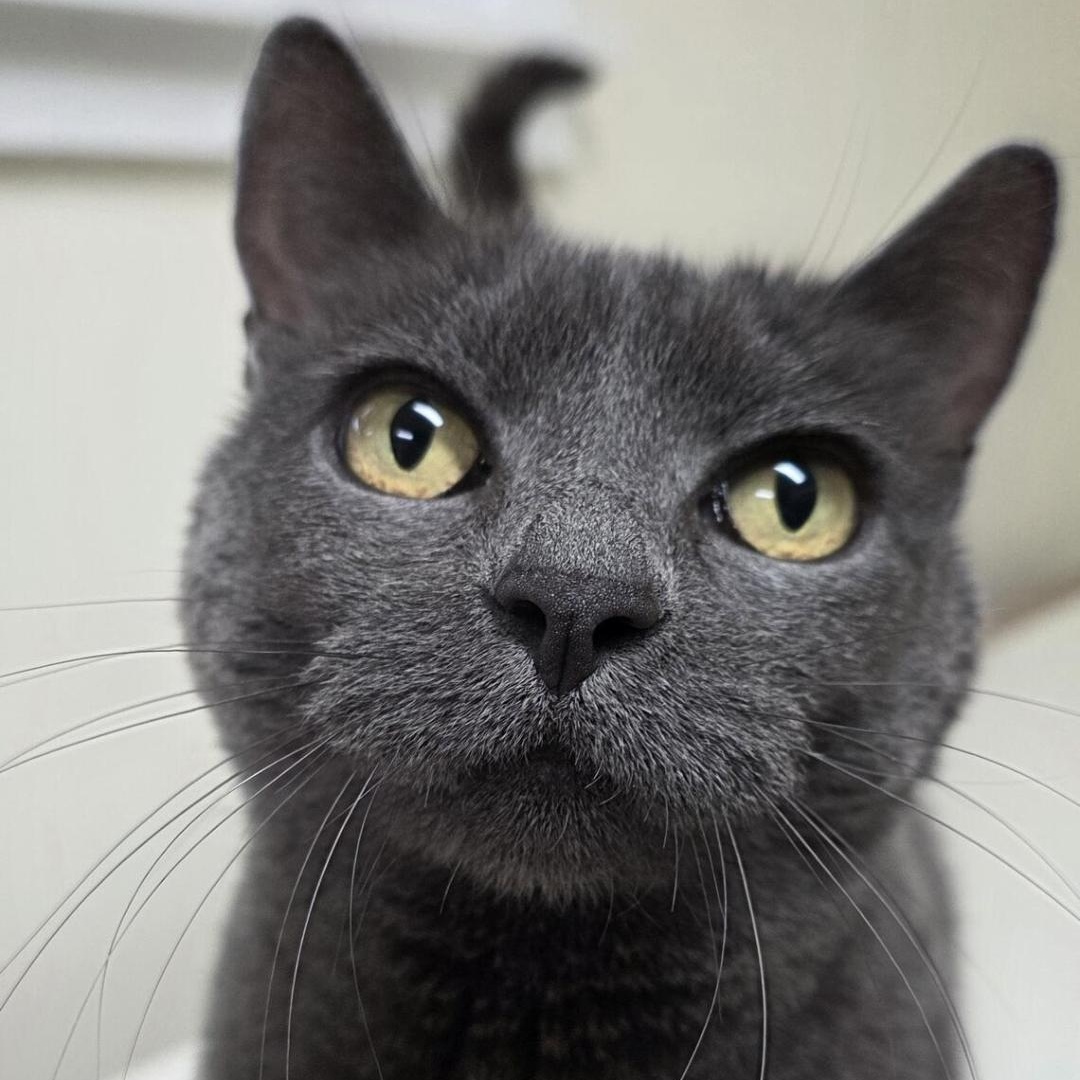 Midnight & Gray Cloud (bonded litter mates), ADOPTABLE, Adult Female Domestic Medium Hair.