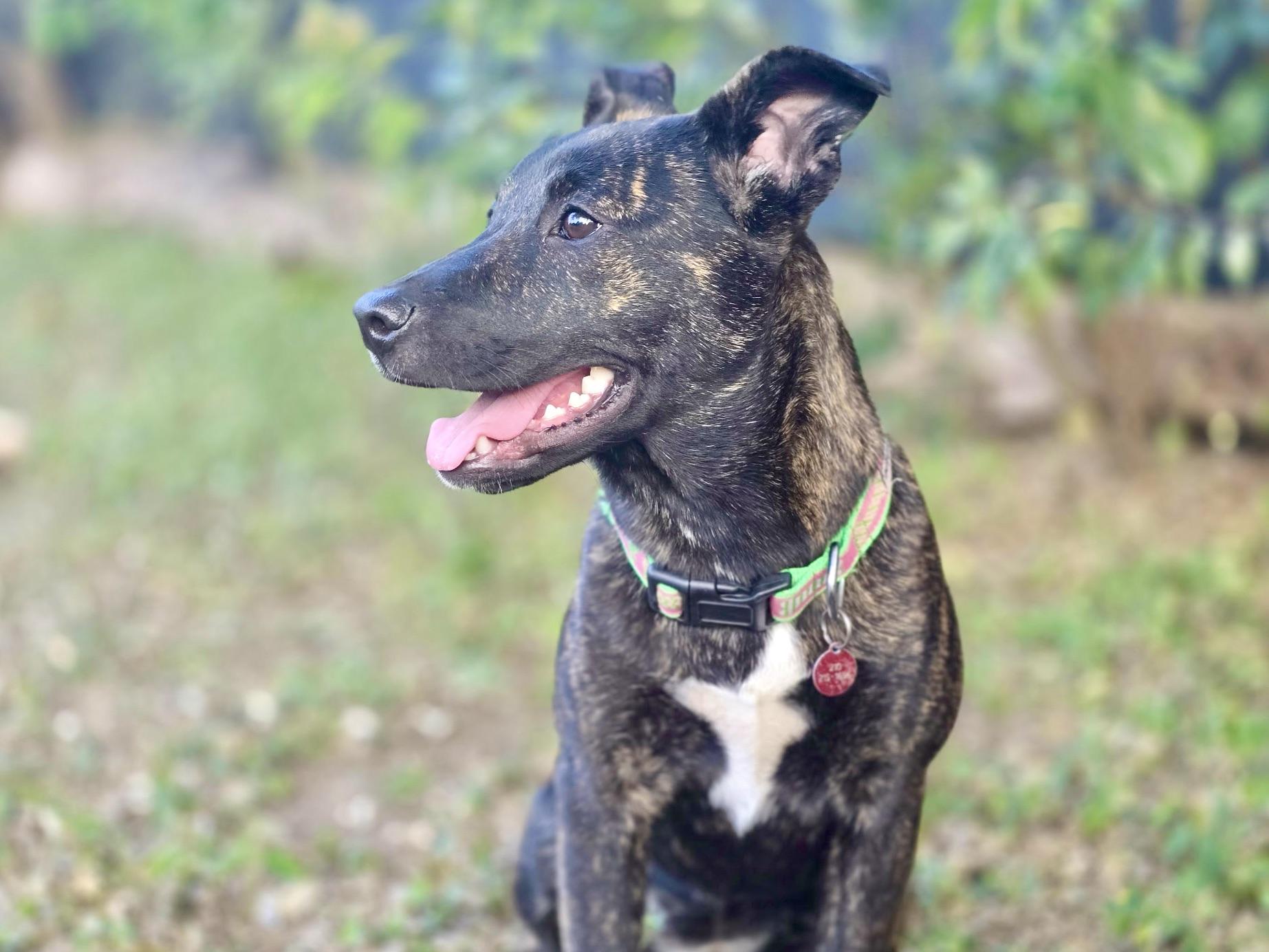 Peggy, Adoptable, Puppy Female Plott Hound & Labrador Retriever.