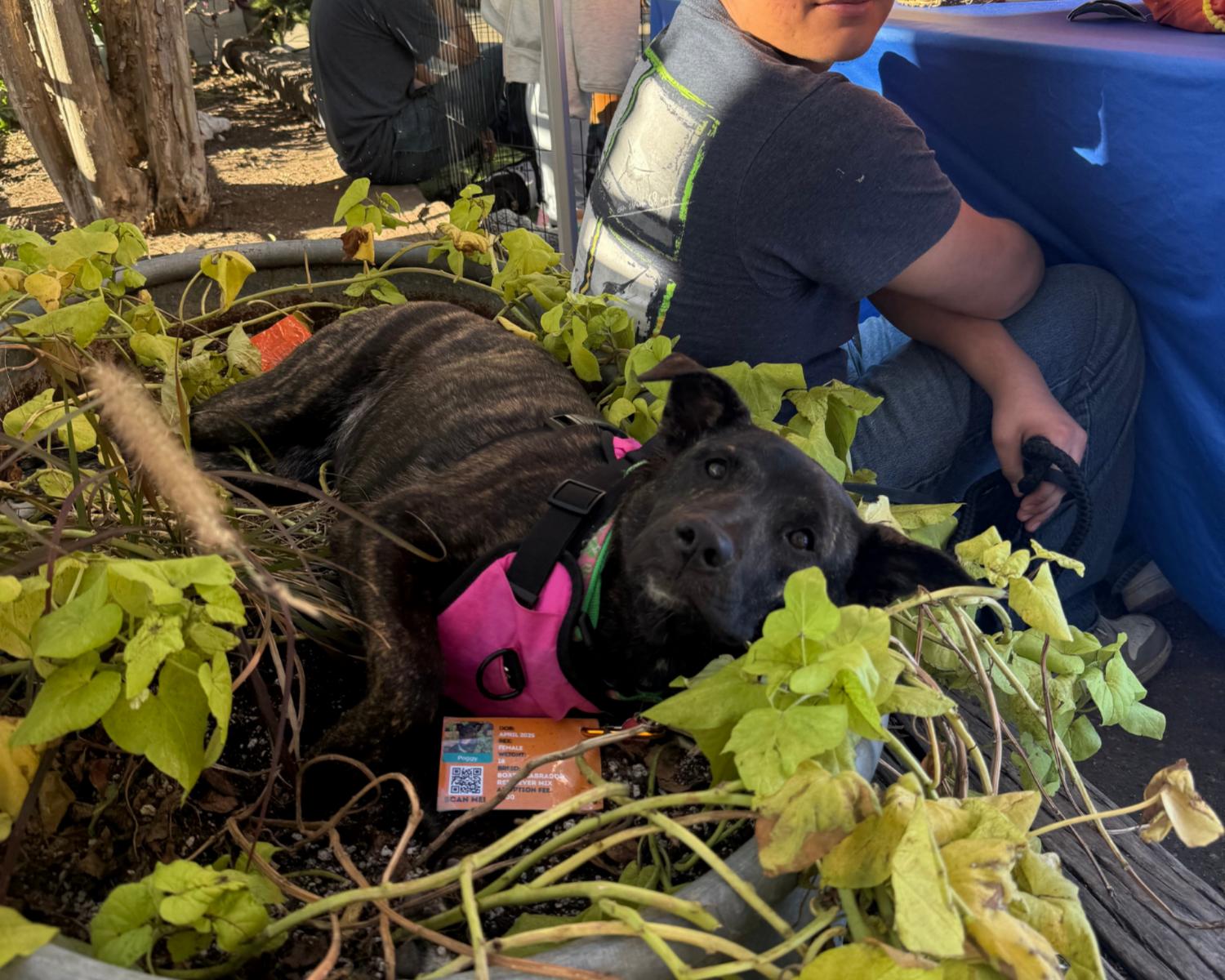 Enlarge Peggy, an adopted mixed breed in San Antonio, TX image 2/6