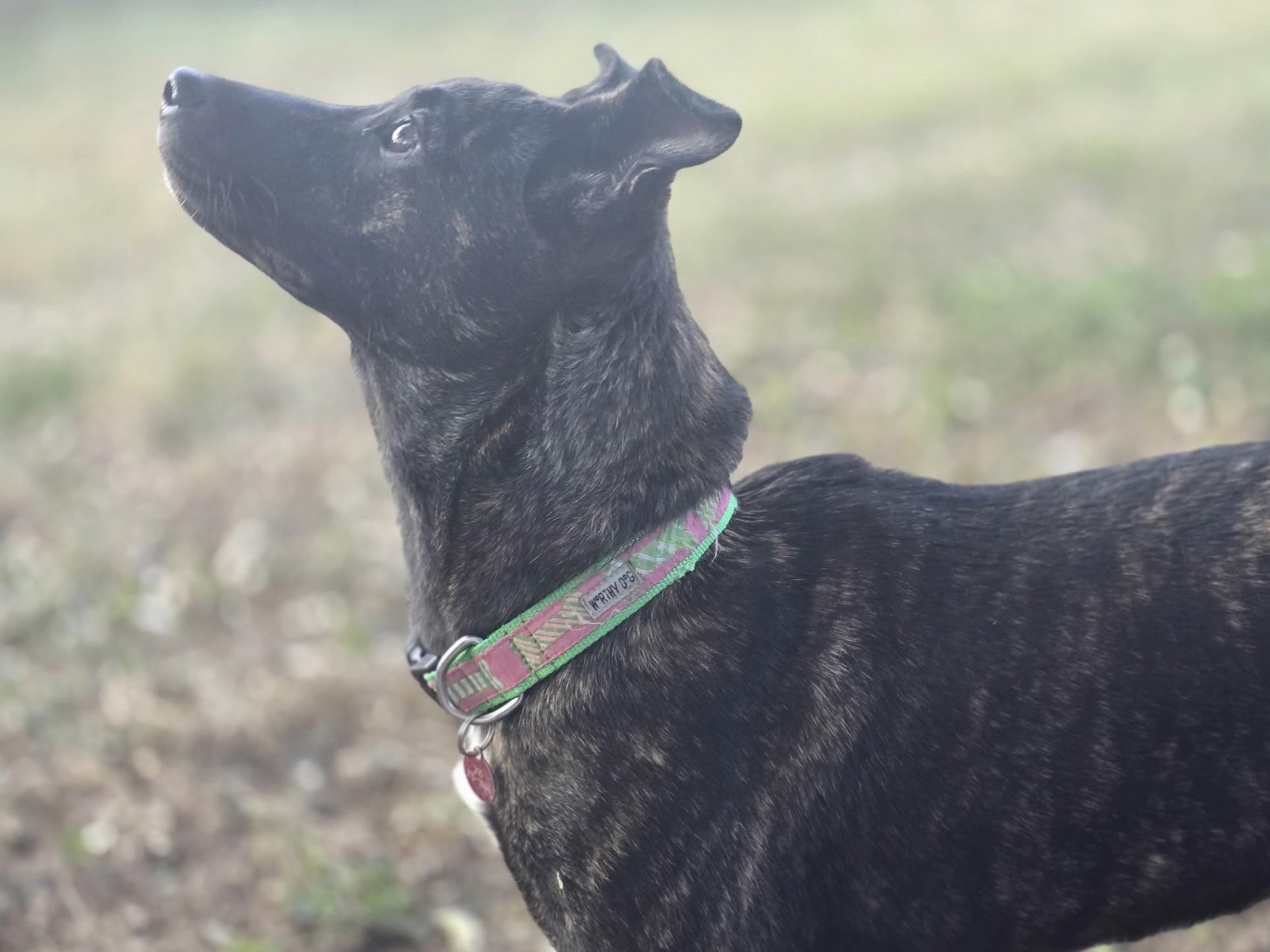 Peggy, a Adoptable mixed breed in San Antonio, TX image 2/5