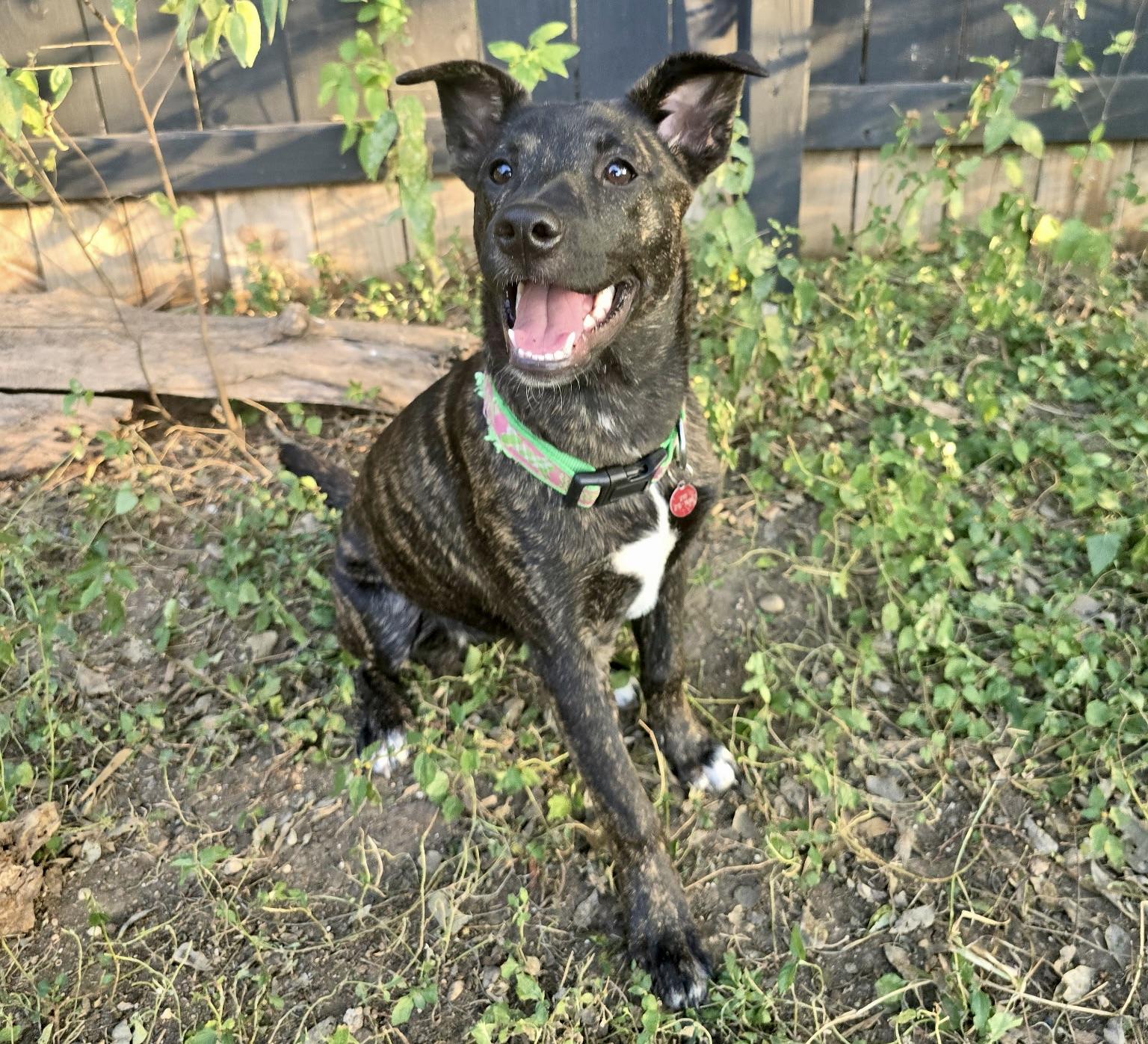 Peggy, a Adoptable mixed breed in San Antonio, TX image 3/5