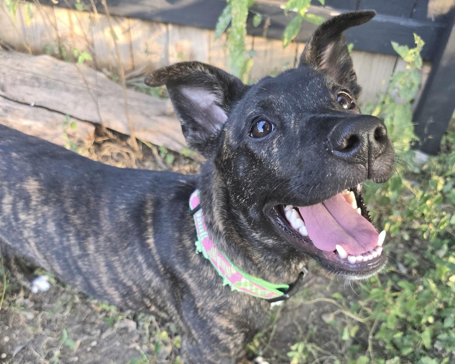 Peggy, a Adoptable mixed breed in San Antonio, TX image 4/5
