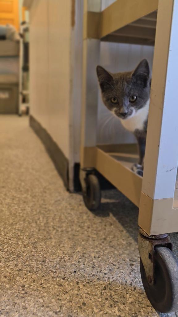 Misty 100, Adoptable, Kitten Female Domestic Short Hair.