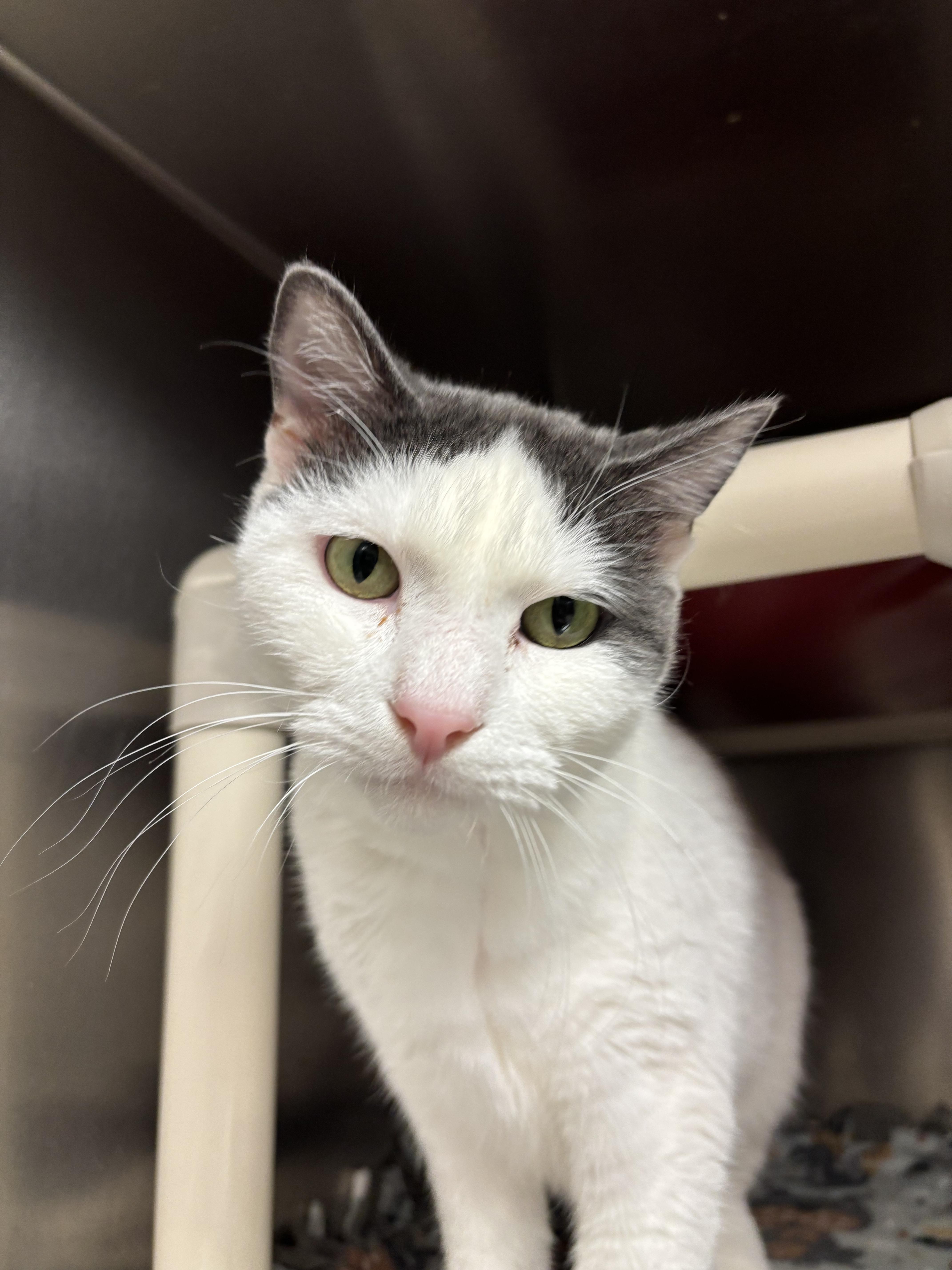 Heart, Adoptable, Adult Female Domestic Short Hair.