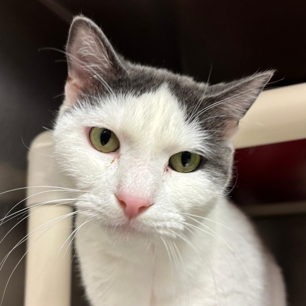 Heart, Adoptable, Adult Female Domestic Short Hair.