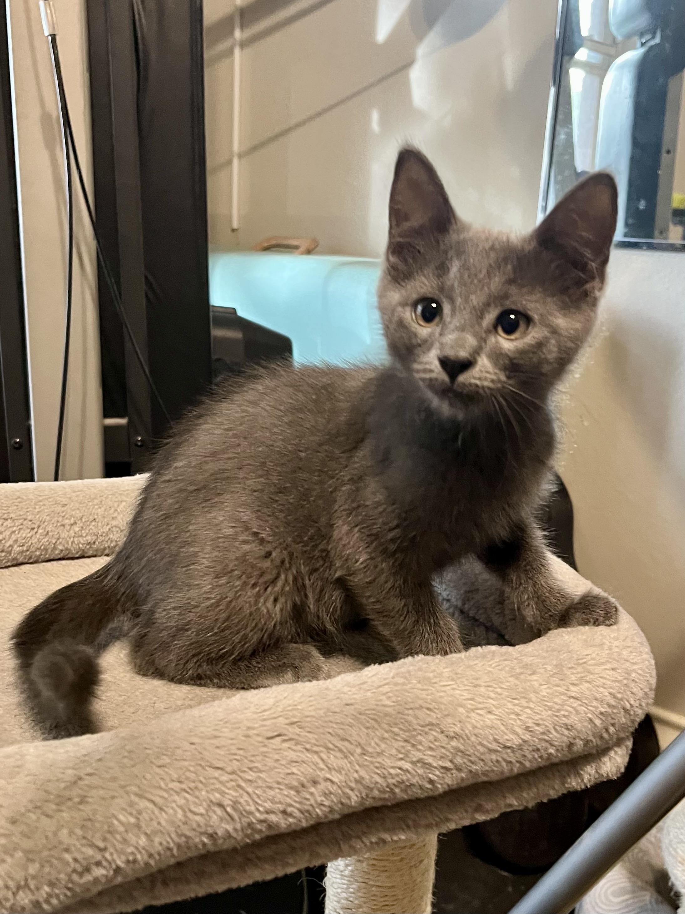Spartan CR, adopted, Kitten Male Russian Blue & Domestic Short Hair.