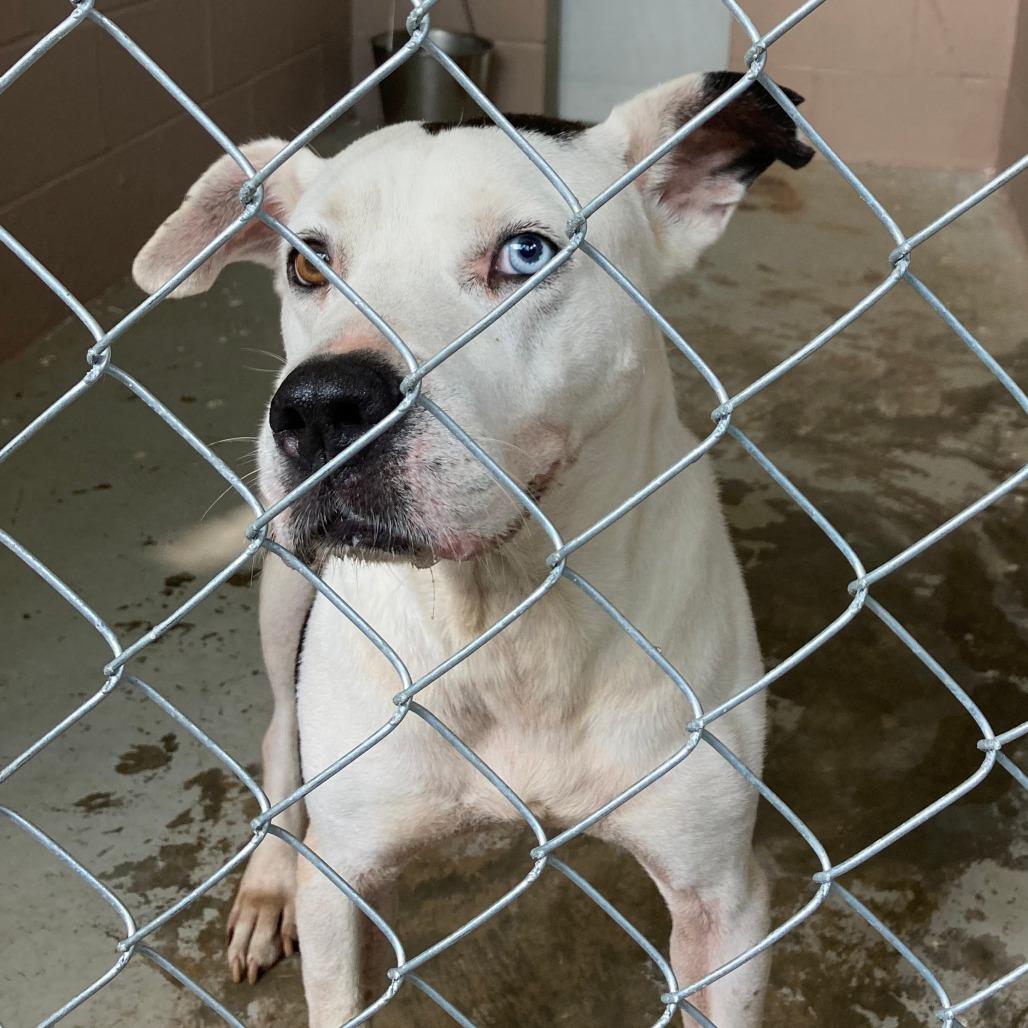 Enlarge Gru, a Adoptable mixed breed in Valley, AL image 1/6