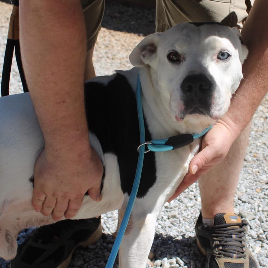 Enlarge Gru, a Adoptable mixed breed in Valley, AL image 2/6