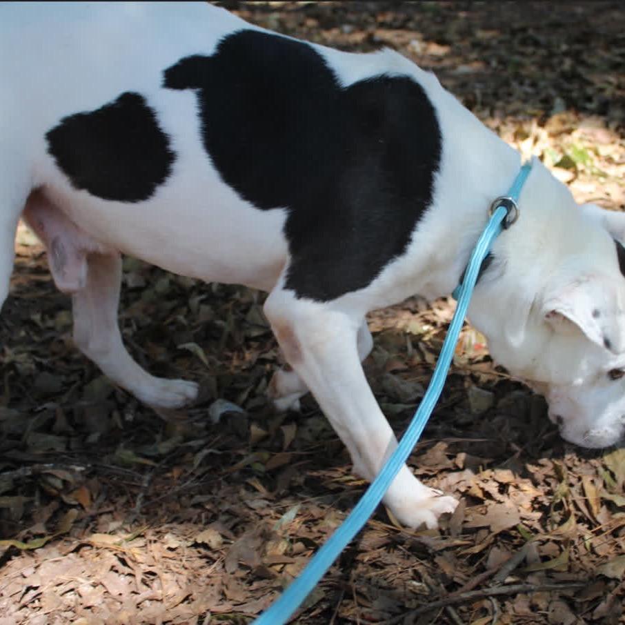 Enlarge Gru, a Adoptable mixed breed in Valley, AL image 3/6