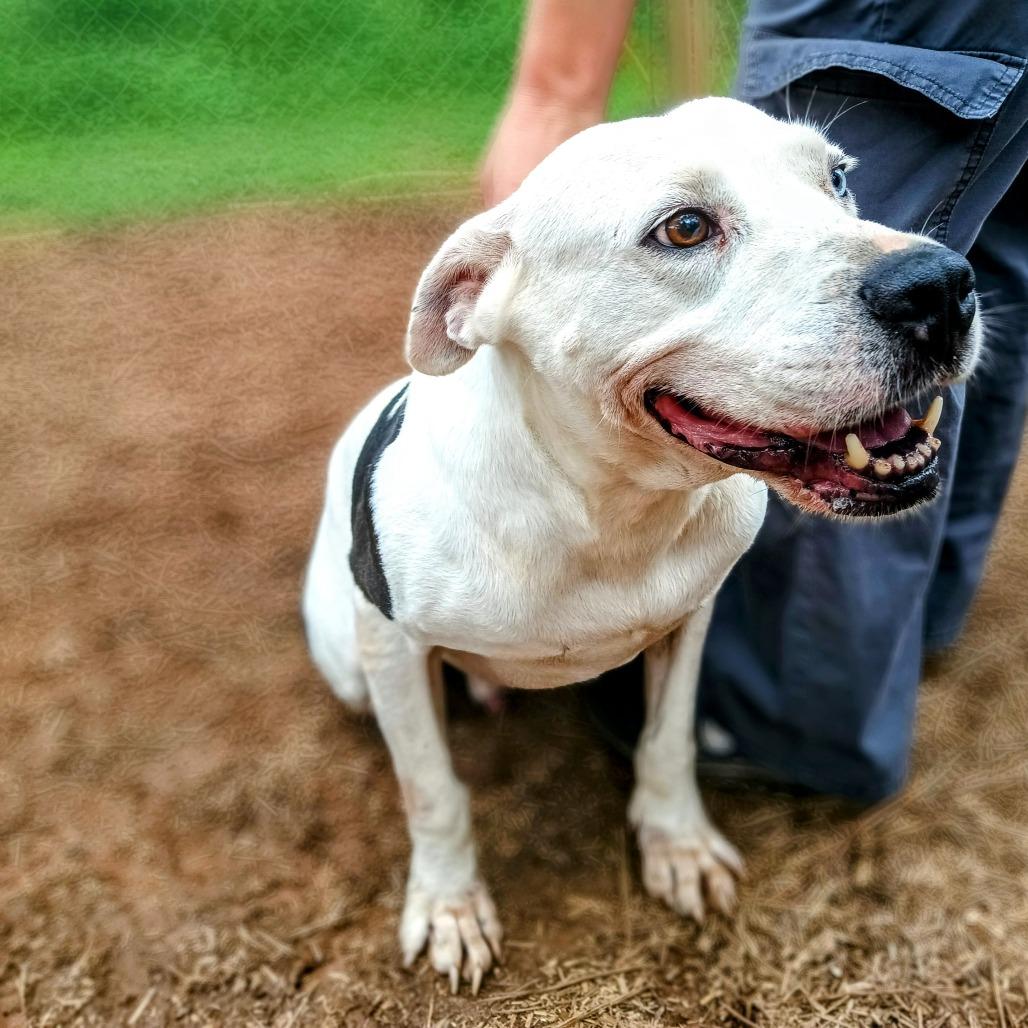 Enlarge Gru, a Adoptable mixed breed in Valley, AL image 4/6