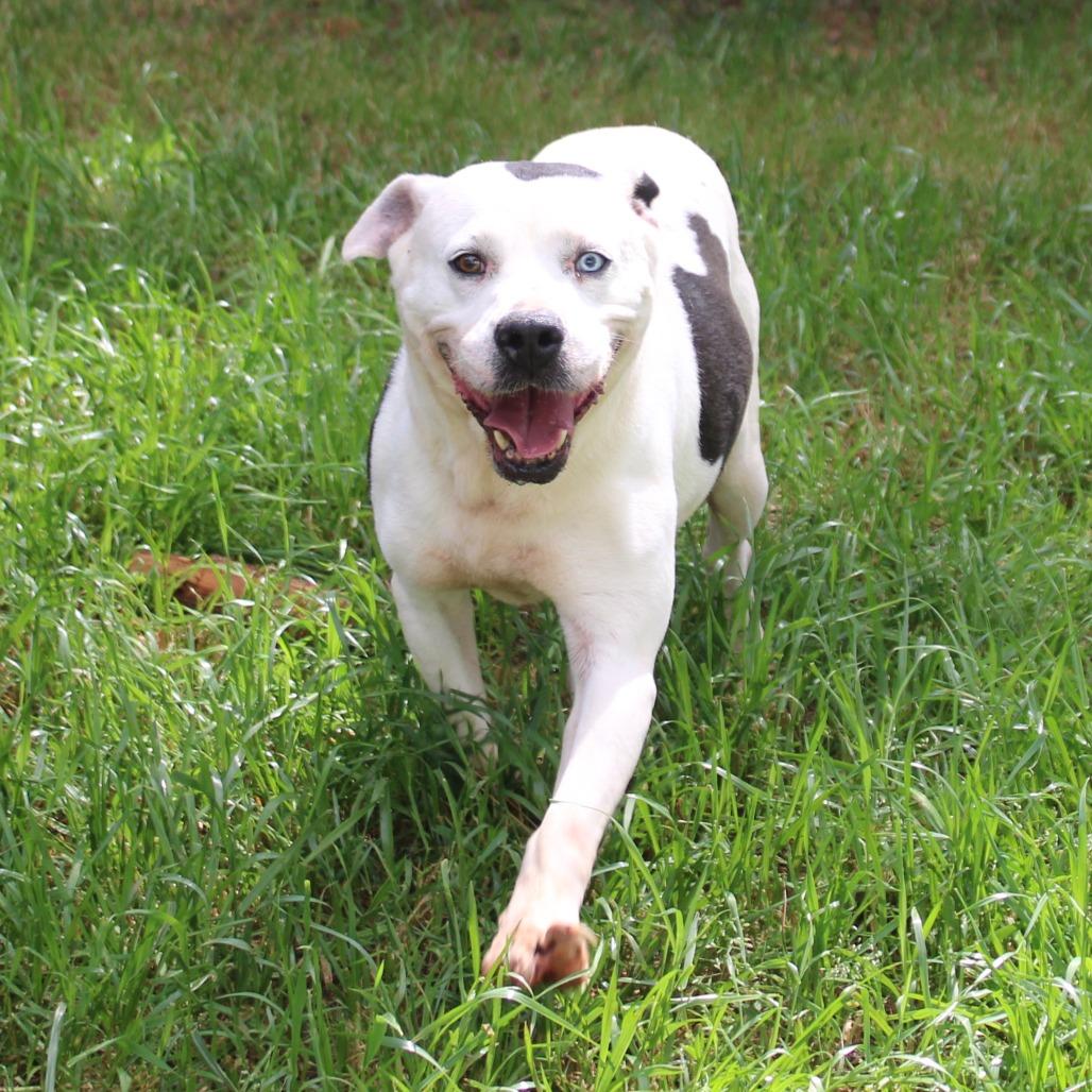 Enlarge Gru, a Adoptable mixed breed in Valley, AL image 5/6