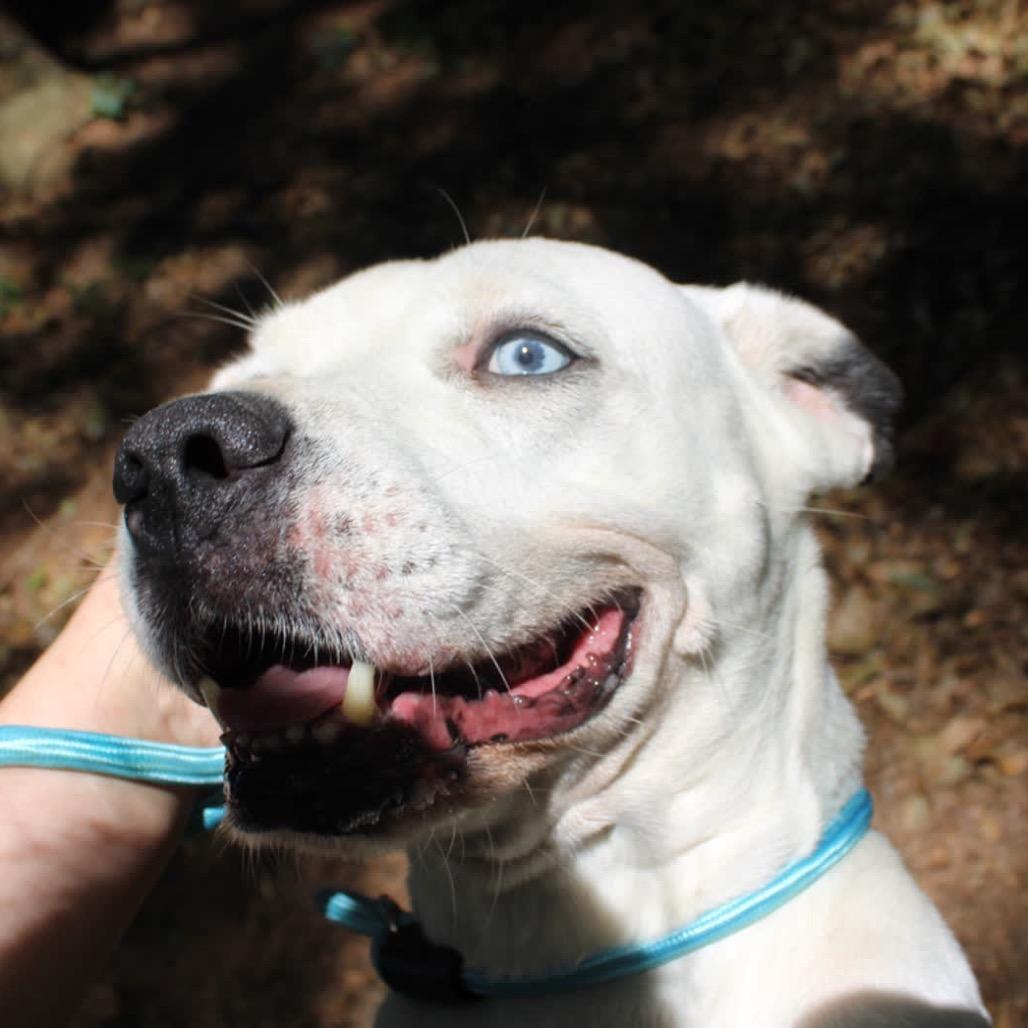 Enlarge Gru, a Adoptable mixed breed in Valley, AL image 5/6
