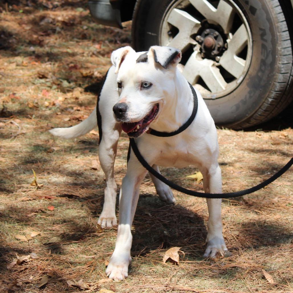 Enlarge Gru, a Adoptable mixed breed in Valley, AL image 6/6