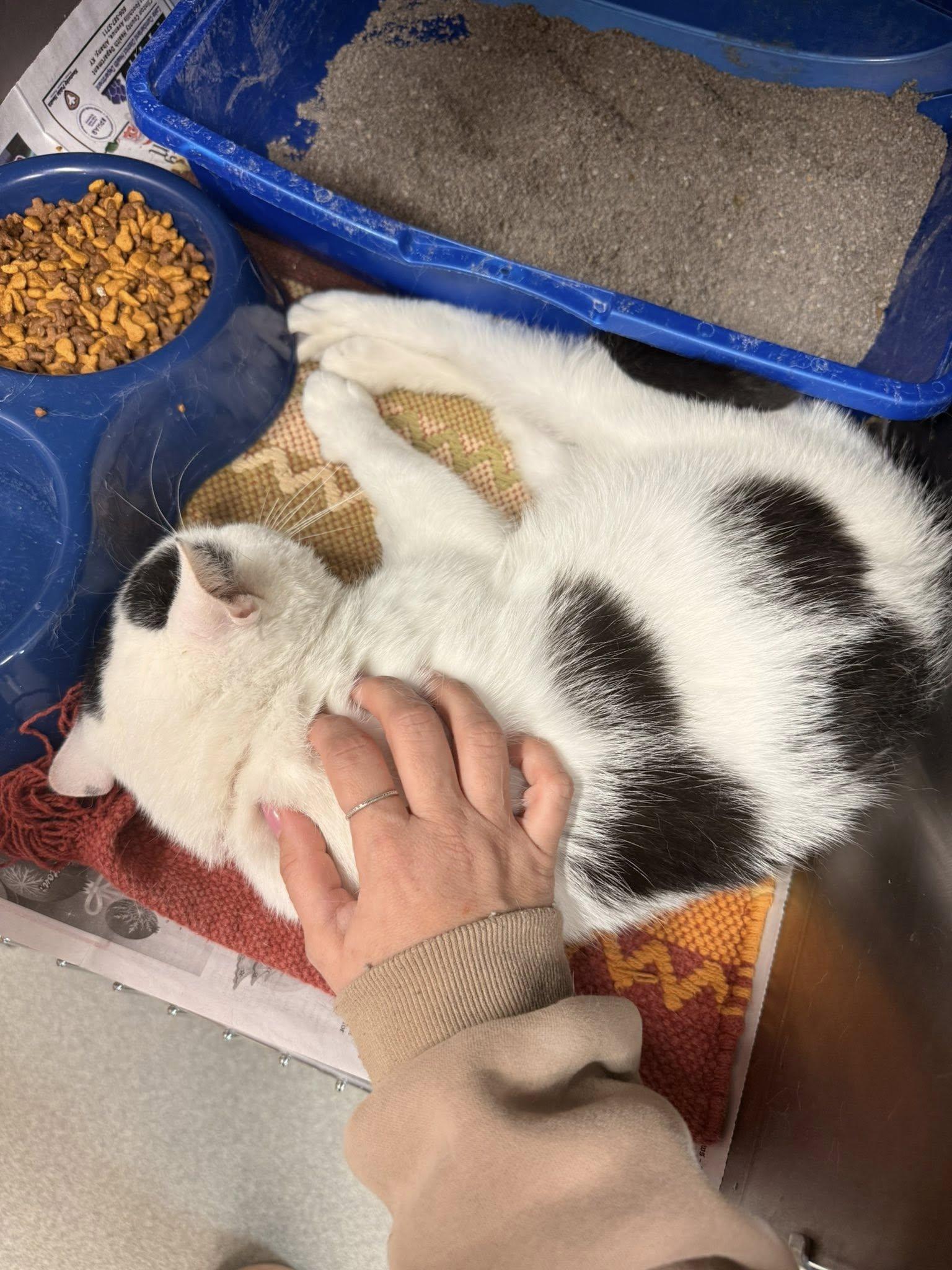 Enlarge Floki, an adopted Domestic Short Hair in Clarksville, TN image 4/4