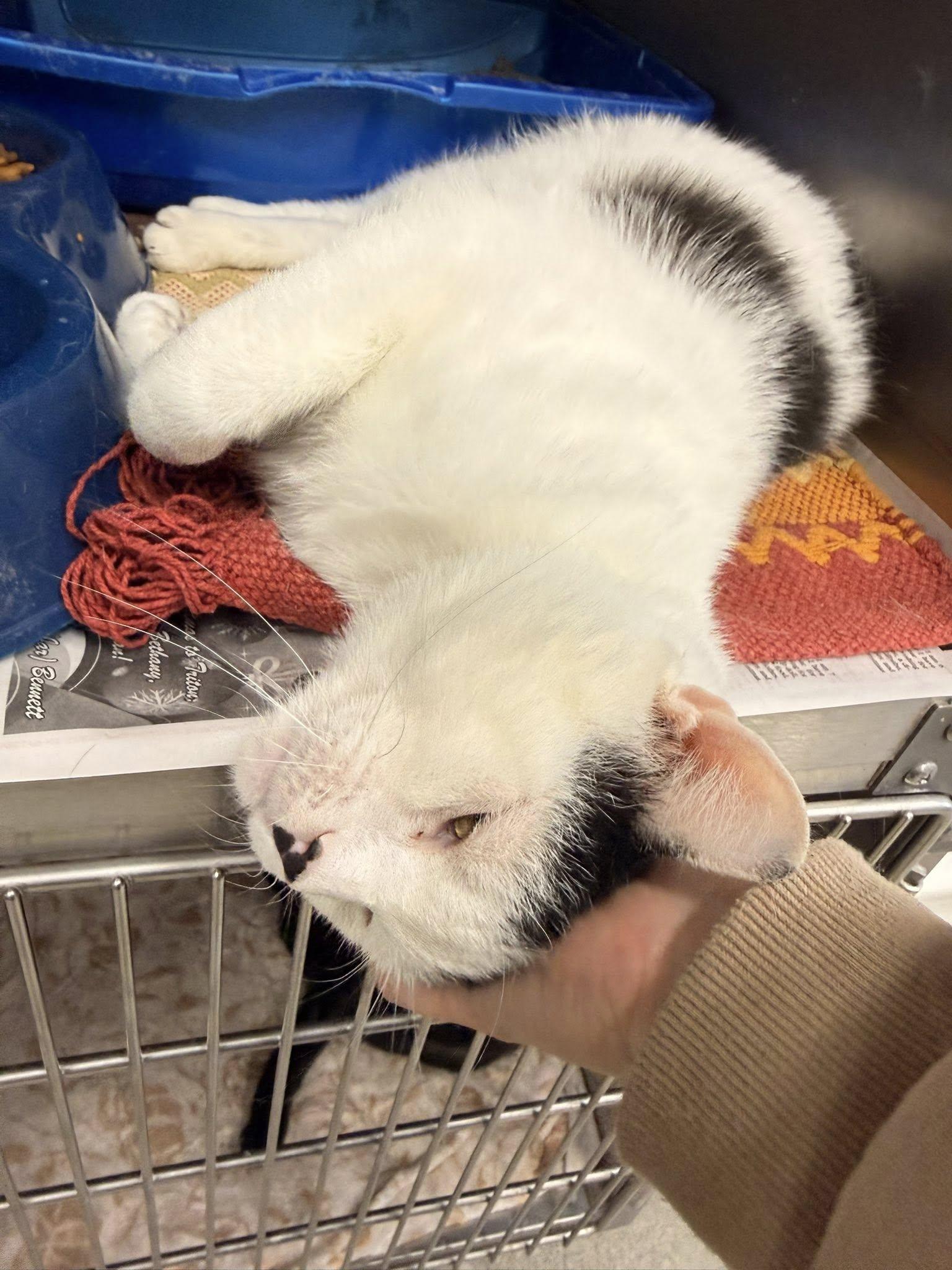 Floki, adopted, Young Male Domestic Short Hair.