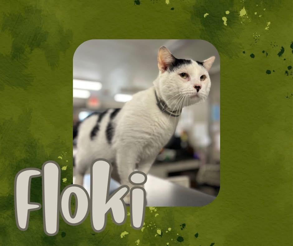 Enlarge Floki, an adopted Domestic Short Hair in Clarksville, TN image 2/4
