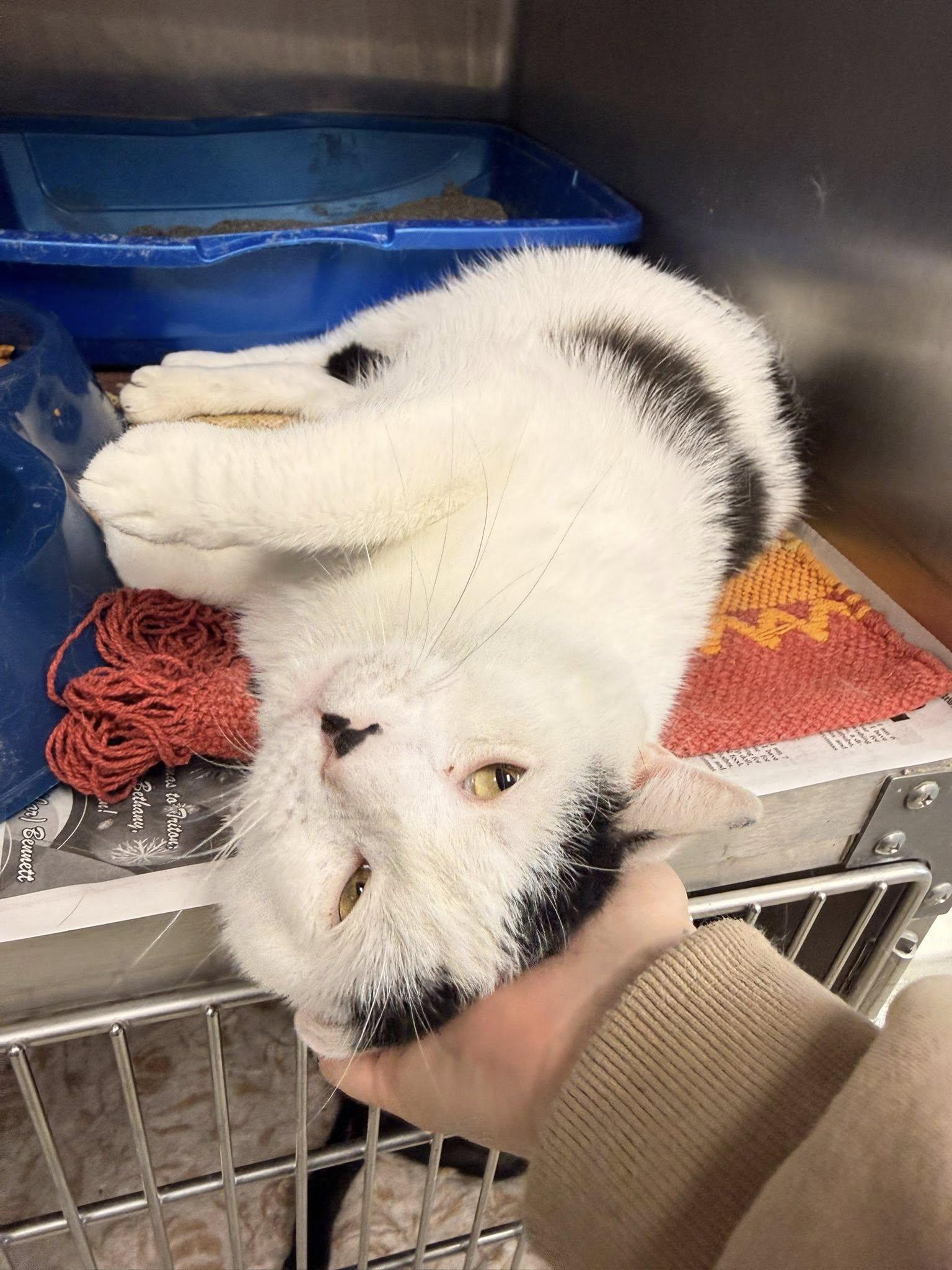 Enlarge Floki, an adopted Domestic Short Hair in Clarksville, TN image 3/4