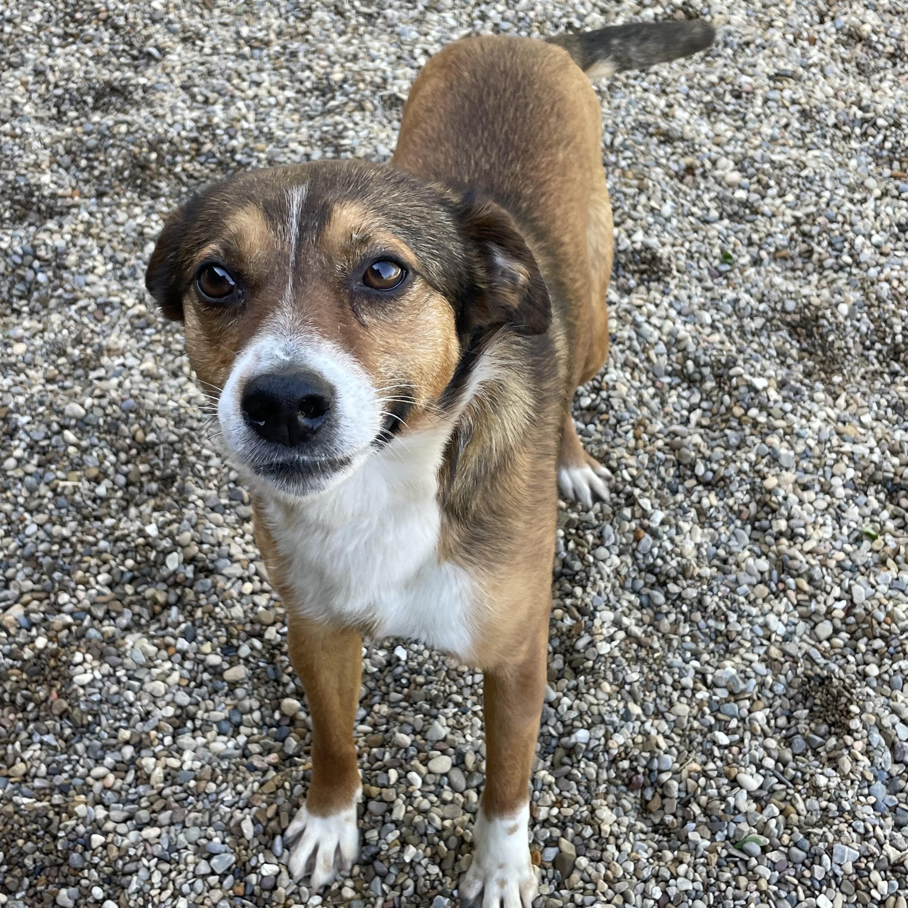 Enlarge Auggie, an adopted mixed breed in Lacon, IL image 2/3