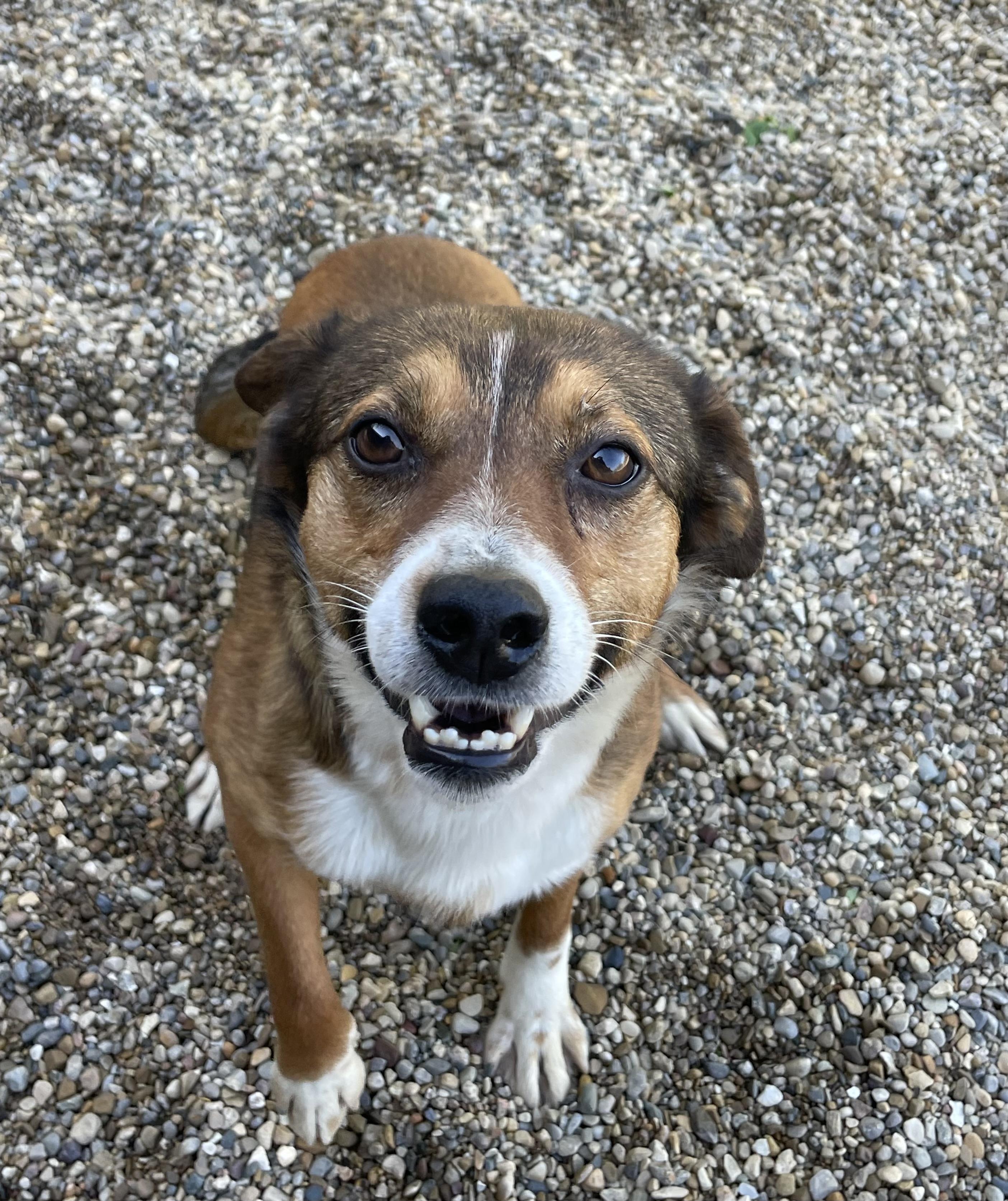 Enlarge Auggie, an adopted mixed breed in Lacon, IL image 1/3