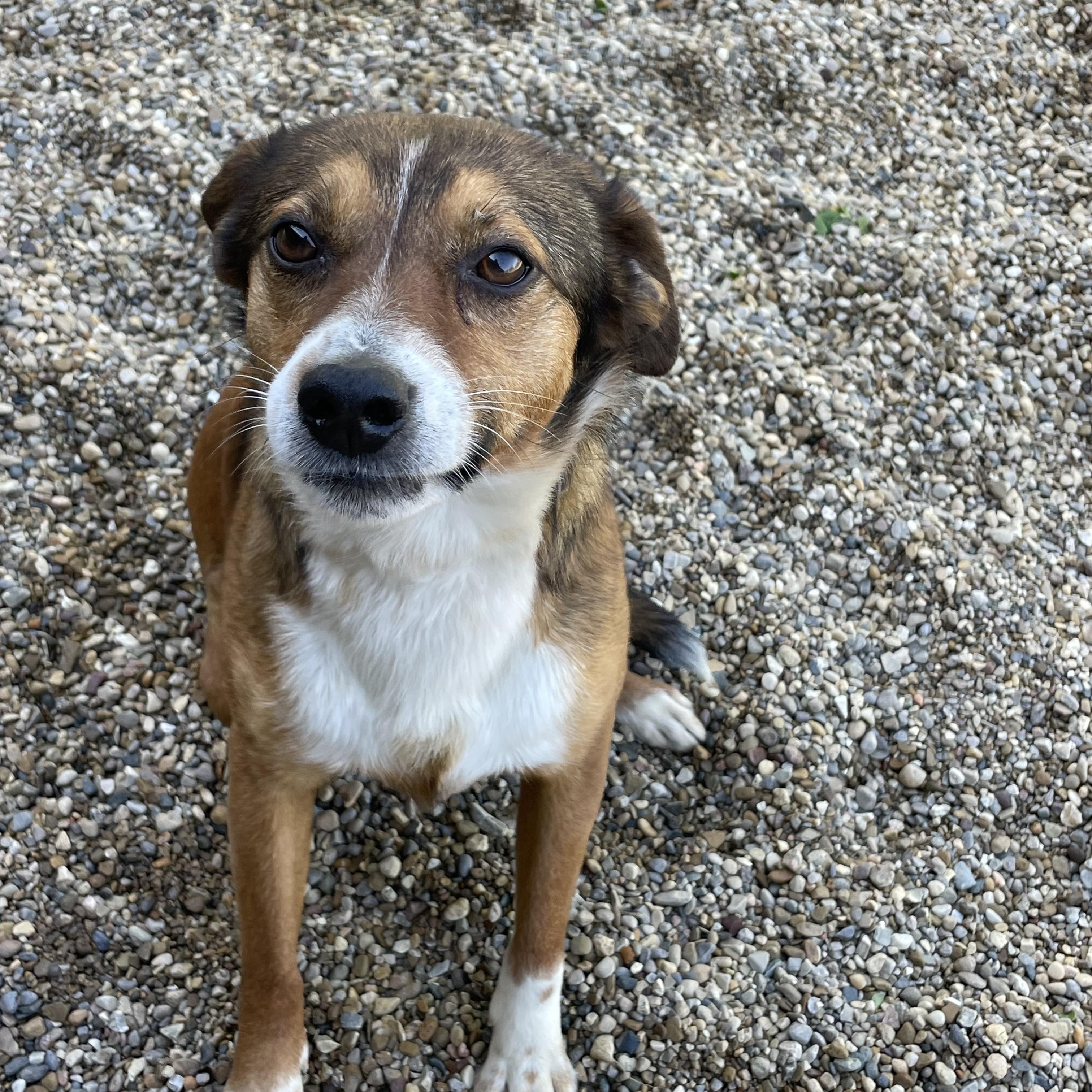 Enlarge Auggie, an adopted mixed breed in Lacon, IL image 3/3