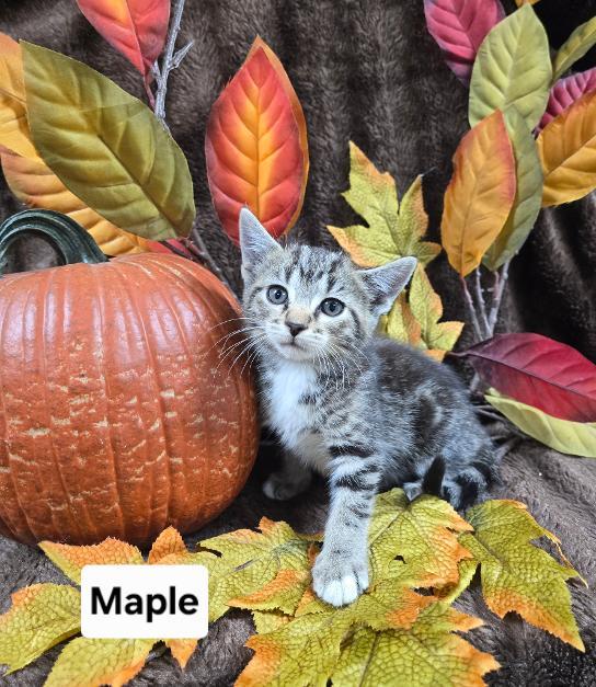 Enlarge maple, a Adoptable Domestic Short Hair in Mount Carmel, IL image 1/1