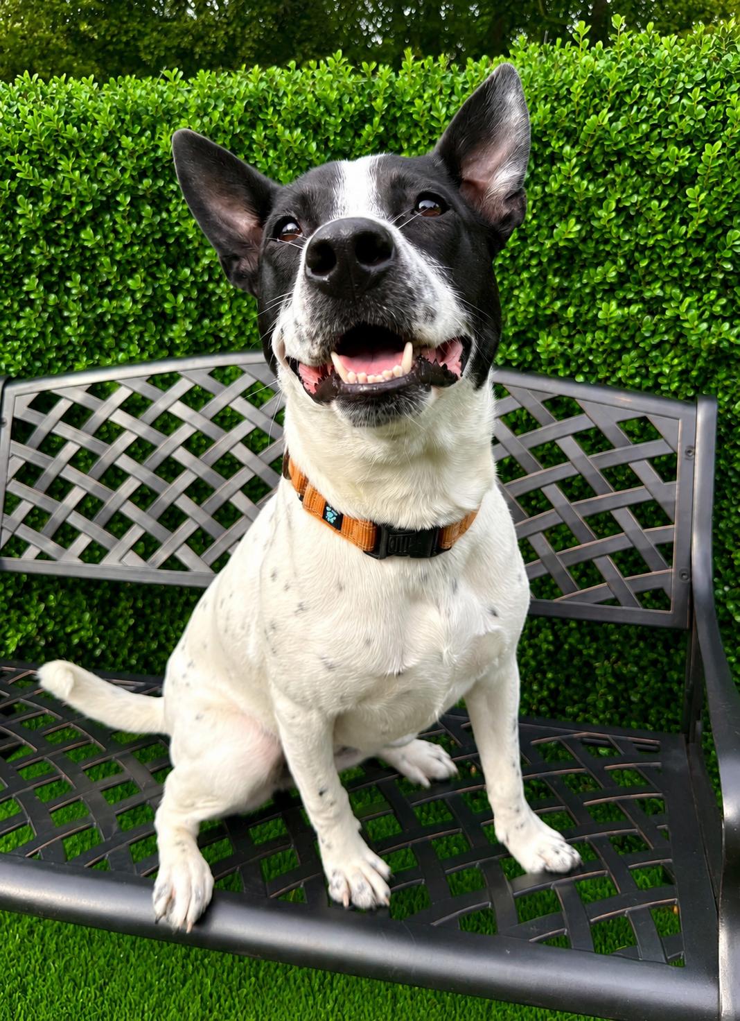 Keira, a ADOPTABLE Australian Cattle Dog / Blue Heeler in POTOMAC, MD image 2/6