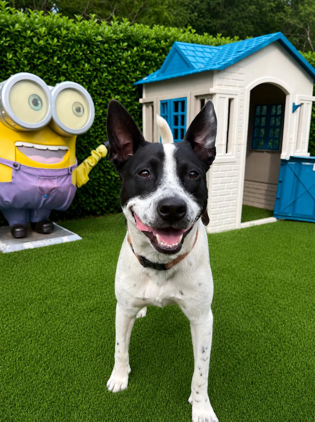 Keira, ADOPTABLE, Young Female Australian Cattle Dog / Blue Heeler.