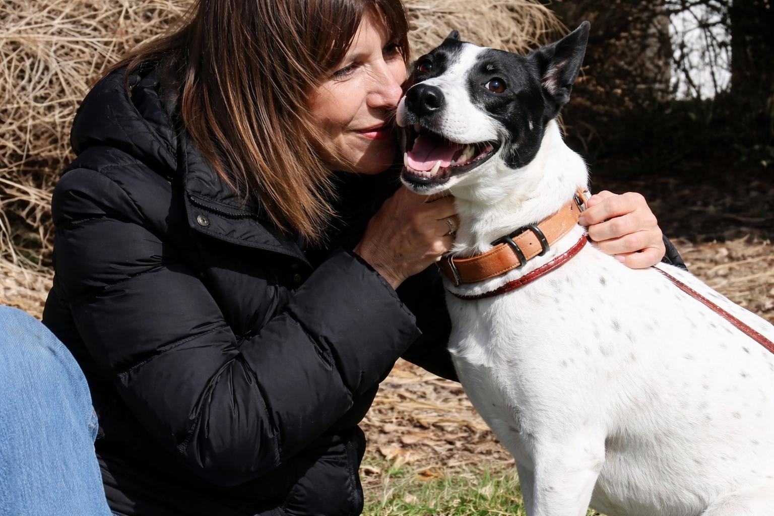 Keira, a ADOPTABLE Australian Cattle Dog / Blue Heeler in POTOMAC, MD image 4/6