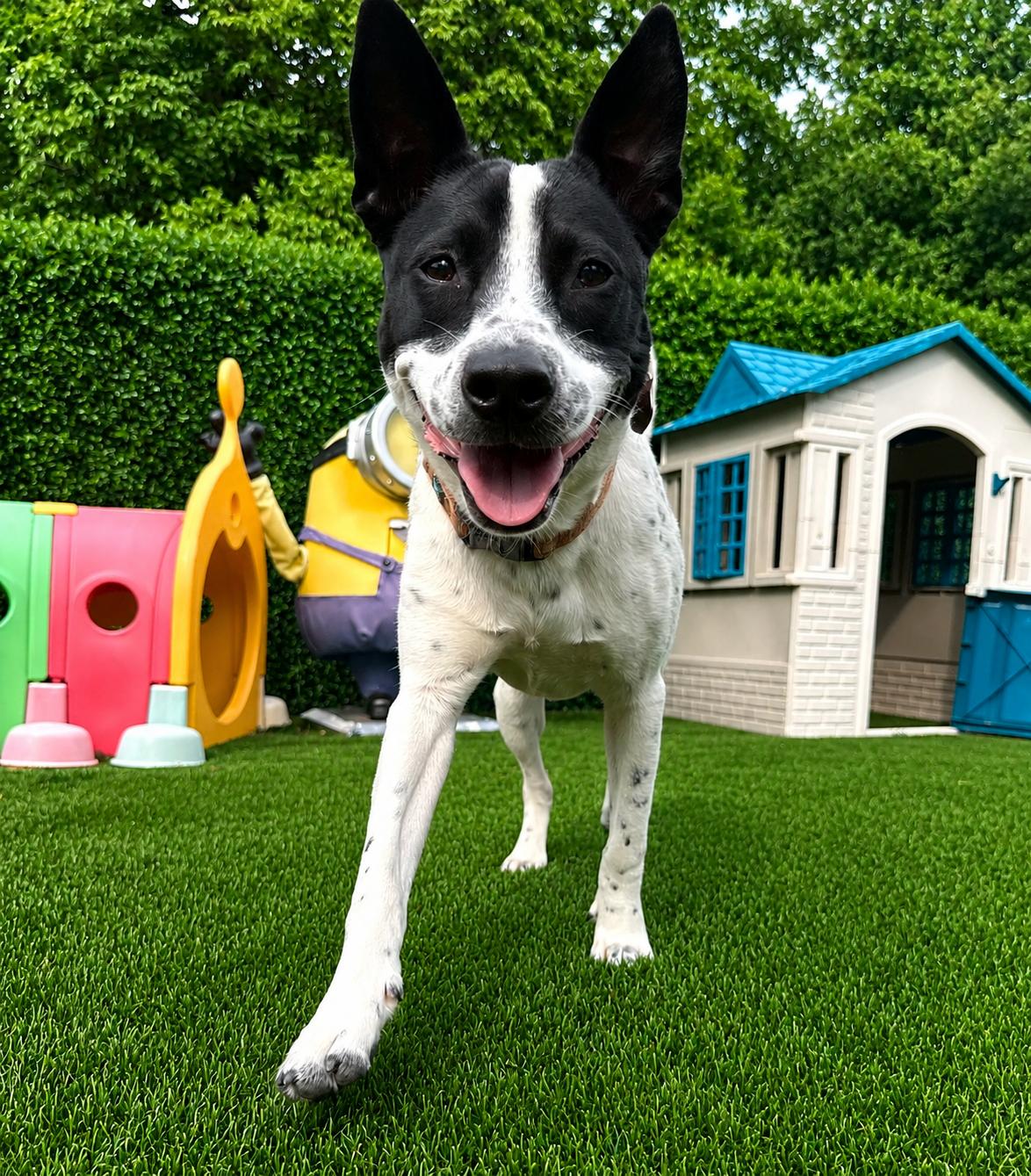 Keira, a ADOPTABLE Australian Cattle Dog / Blue Heeler in POTOMAC, MD image 5/6
