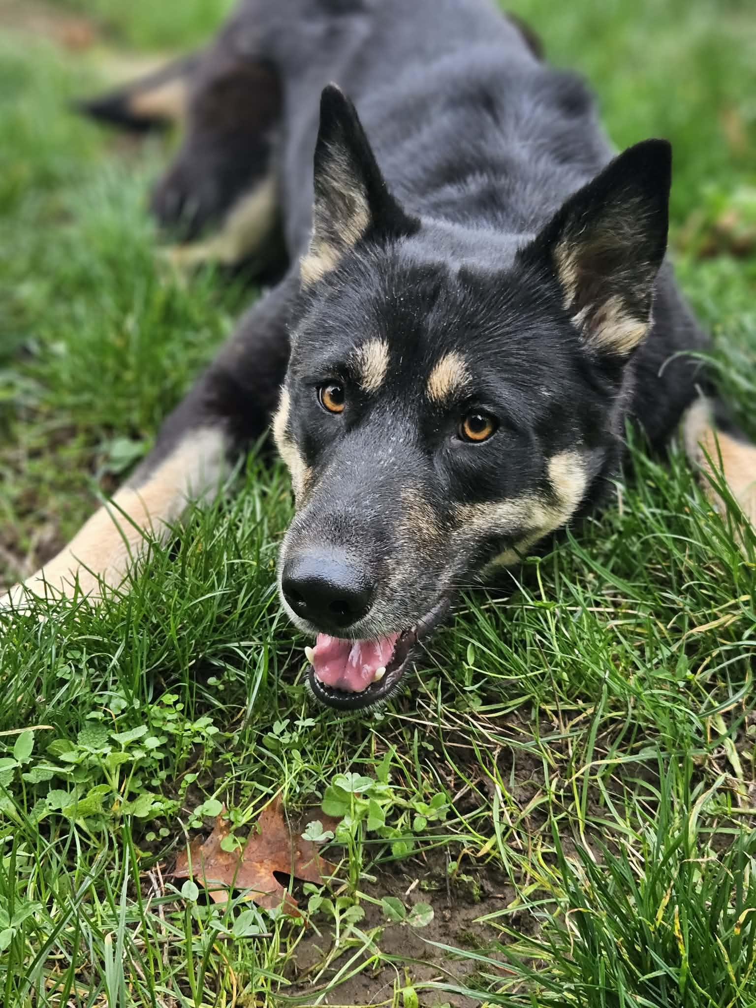 Audra, a ADOPTABLE mixed breed in Beavercreek, OR image 1/6