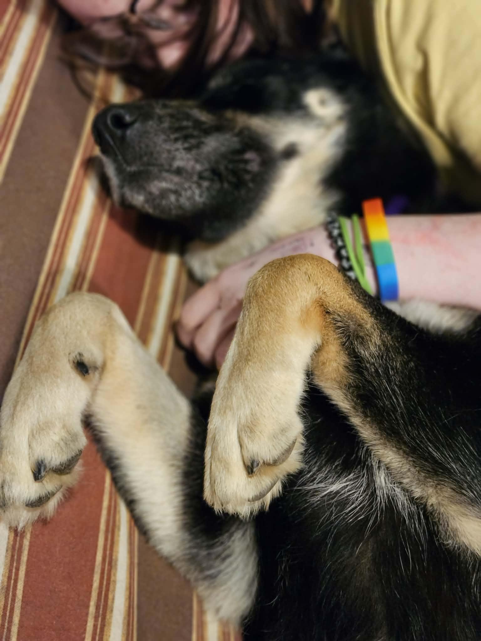 Audra, a ADOPTABLE mixed breed in Beavercreek, OR image 2/6