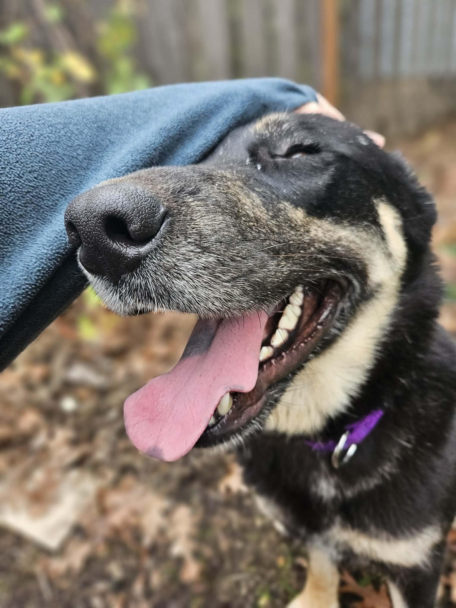 Audra, a ADOPTABLE mixed breed in Beavercreek, OR image 3/6