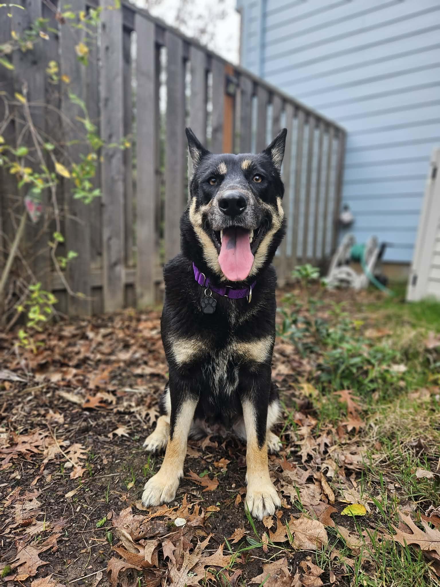 Audra, a ADOPTABLE mixed breed in Beavercreek, OR image 4/6
