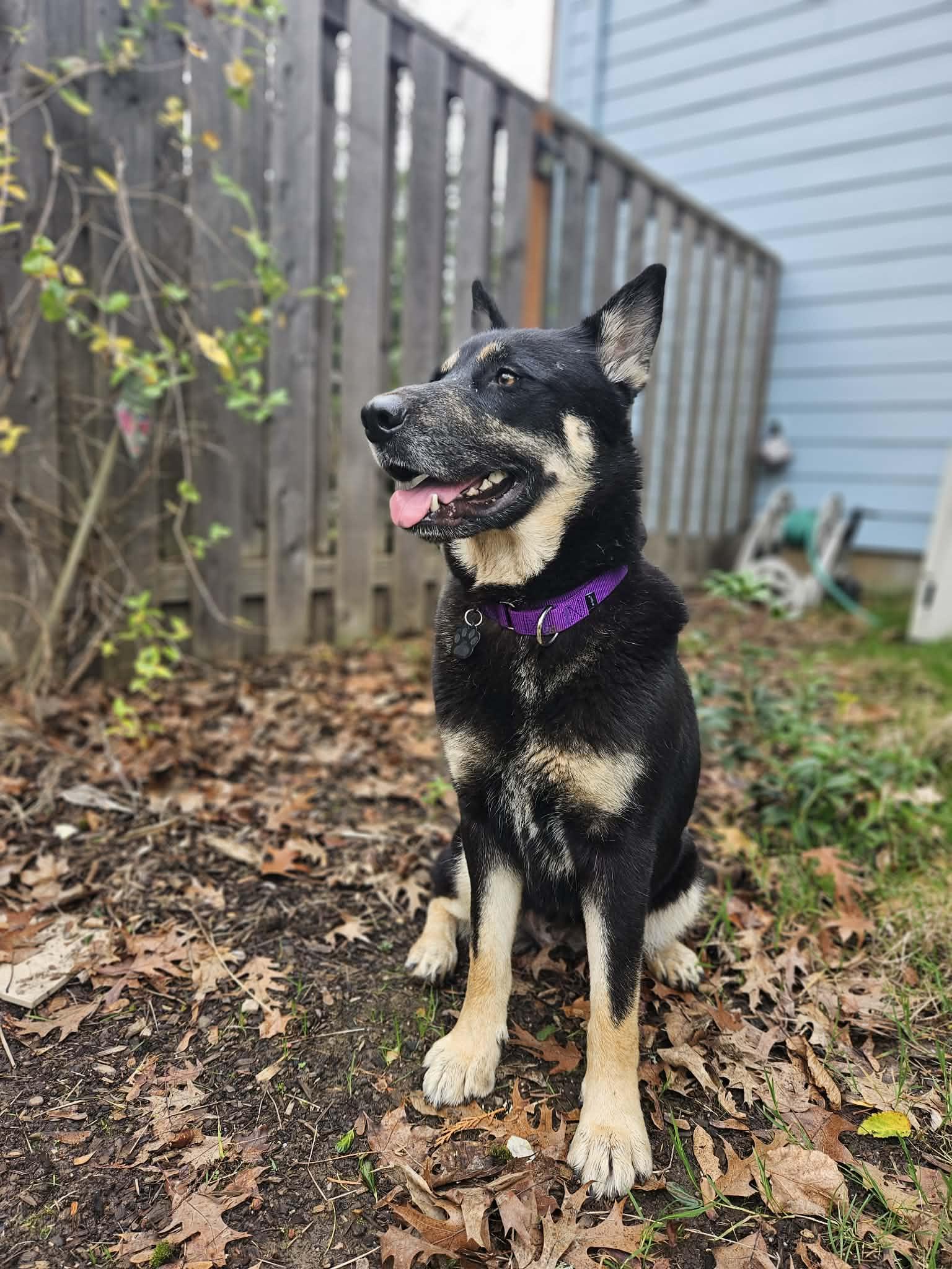 Audra, a ADOPTABLE mixed breed in Beavercreek, OR image 5/6