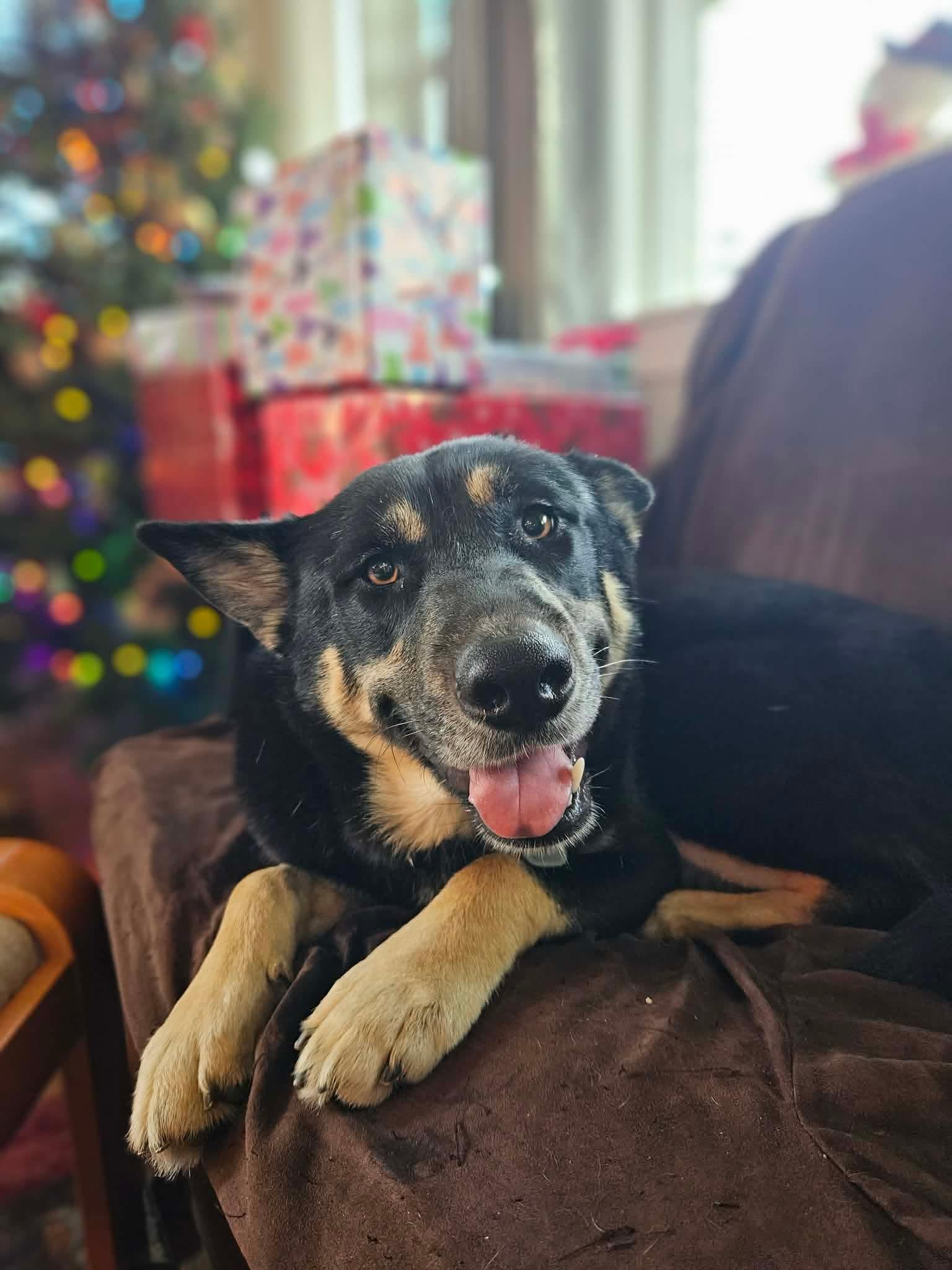 Audra, ADOPTABLE, Adult Female German Shepherd Dog.