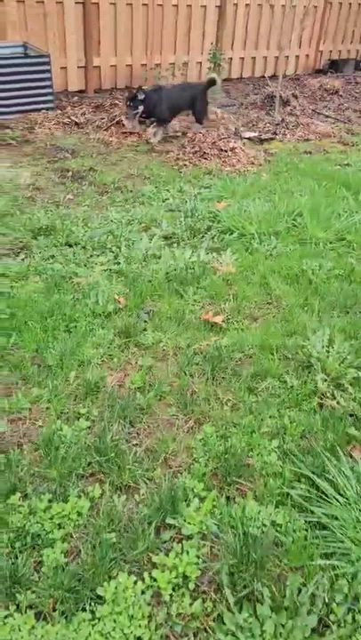 Enlarge Audra, a ADOPTABLE mixed breed in Beavercreek, OR video 6/6