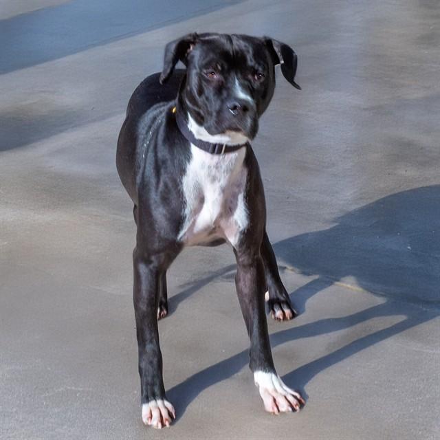 Enlarge TUX, a Adoptable mixed breed in Saint Louis, MO image 1/1